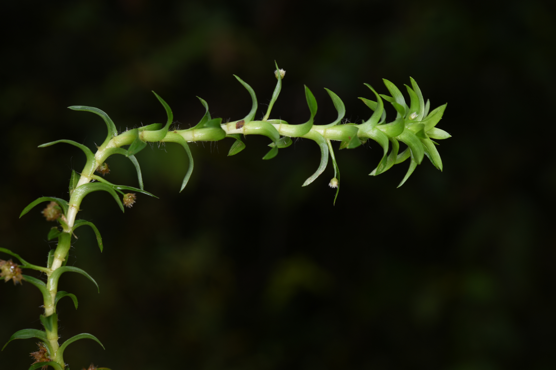 Tonina fluviatilis Aubl. - Photo Bivouac Naturaliste