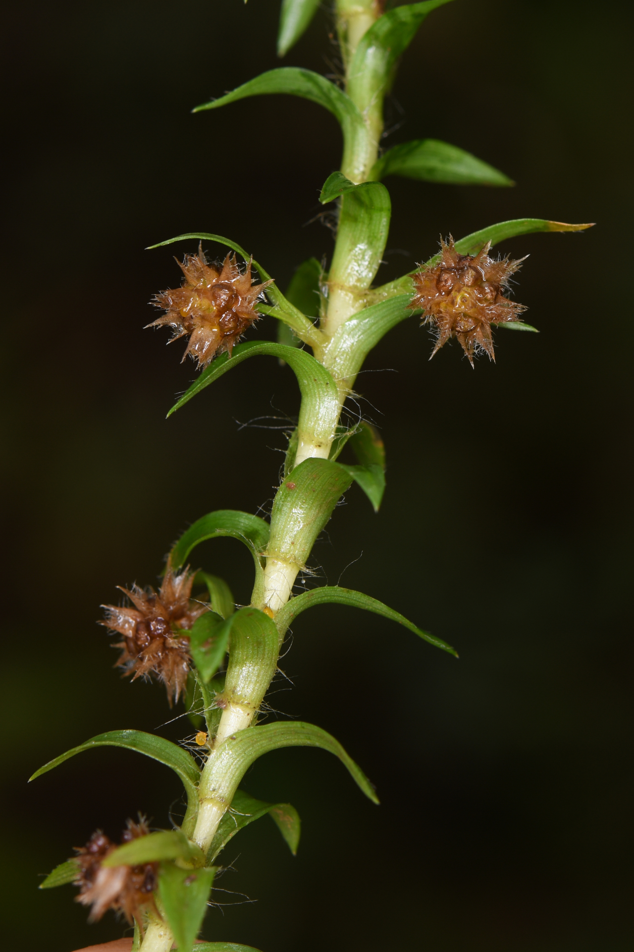 Tonina fluviatilis Aubl. - Photo Bivouac Naturaliste