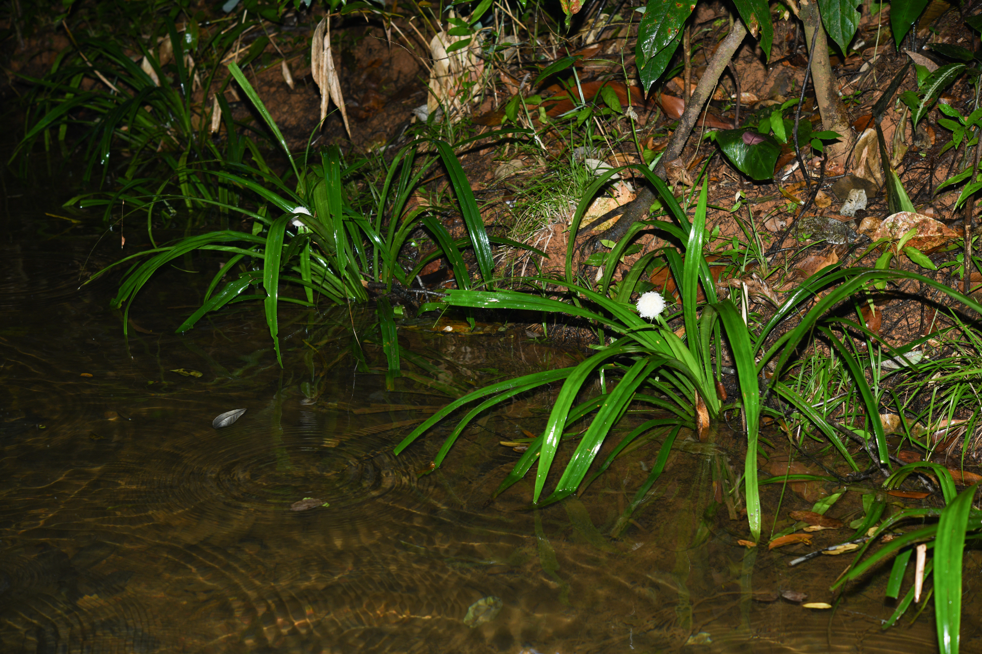 Thurnia sphaerocephala (Rudge) Hook.f. - Photo Bivouac Naturaliste