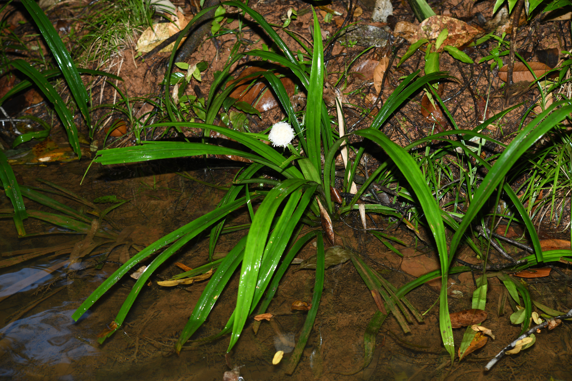 Thurnia sphaerocephala (Rudge) Hook.f. - Photo Bivouac Naturaliste