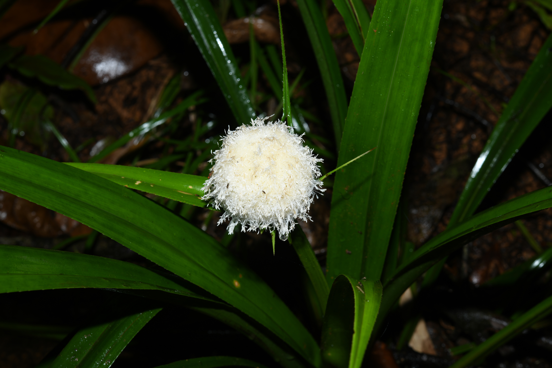 Thurnia sphaerocephala (Rudge) Hook.f. - Photo Bivouac Naturaliste
