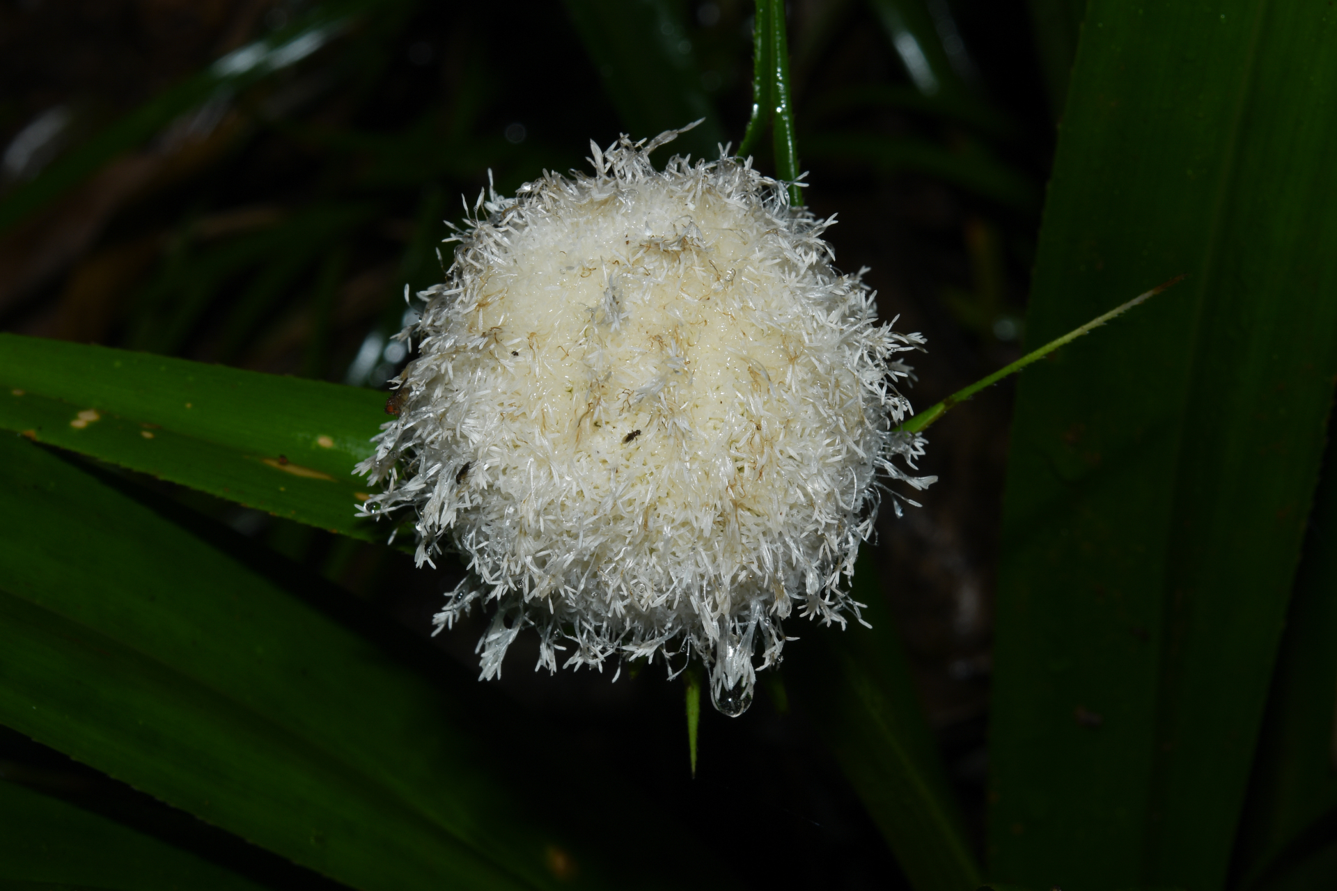 Thurnia sphaerocephala (Rudge) Hook.f. - Photo Bivouac Naturaliste