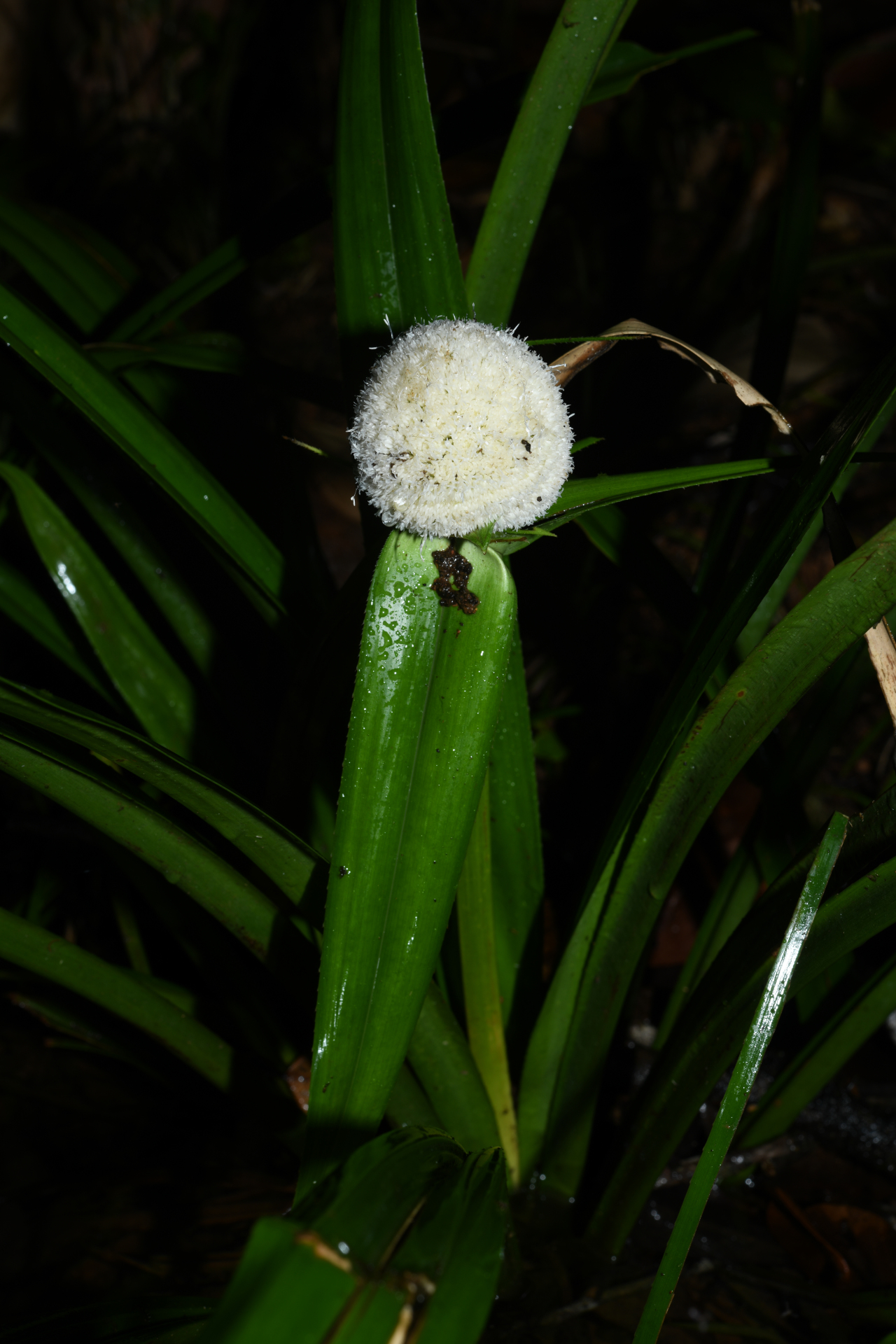 Thurnia sphaerocephala (Rudge) Hook.f. - Photo Bivouac Naturaliste