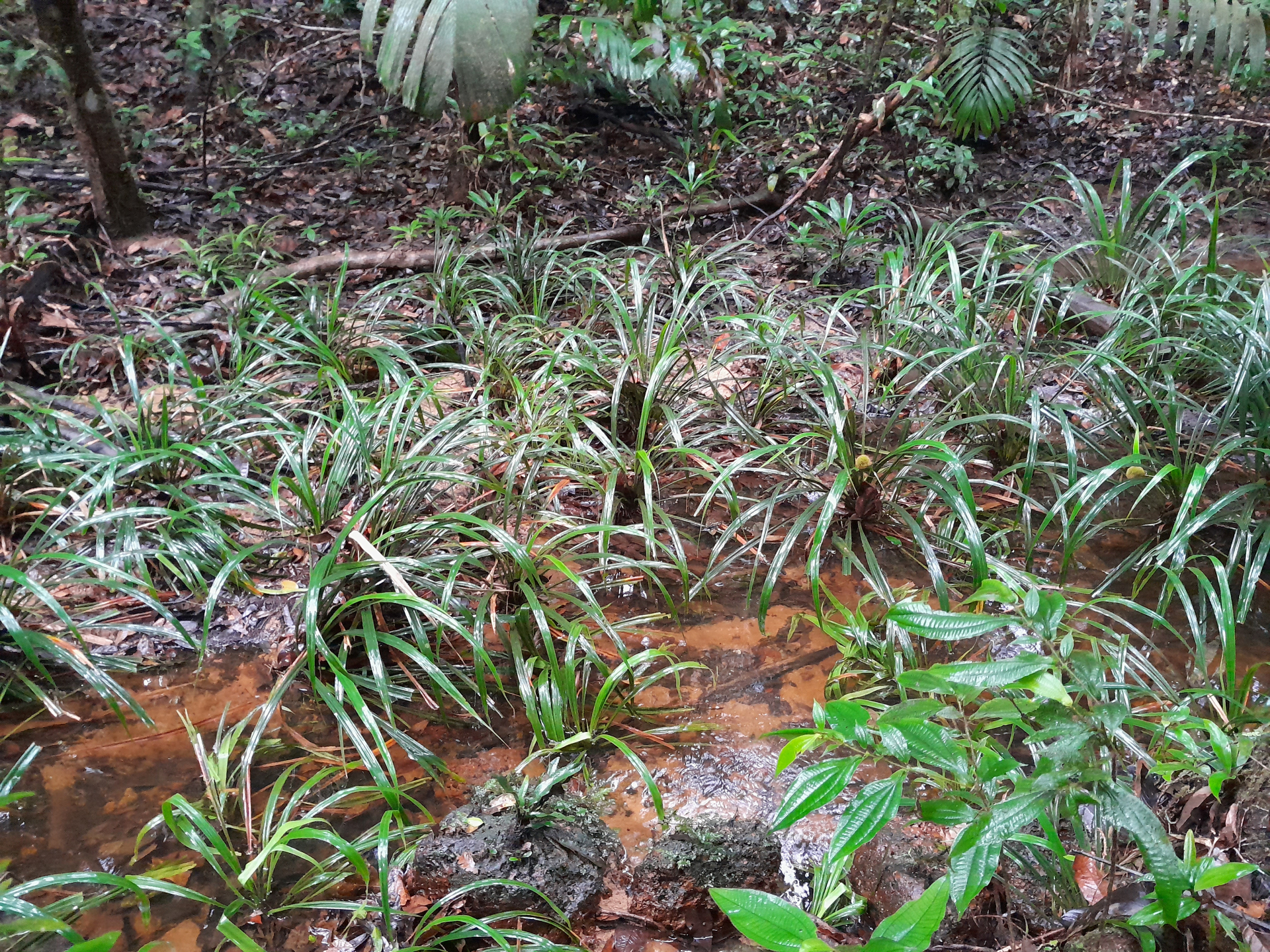 Thurnia sphaerocephala (Rudge) Hook.f. - Photo Bivouac Naturaliste