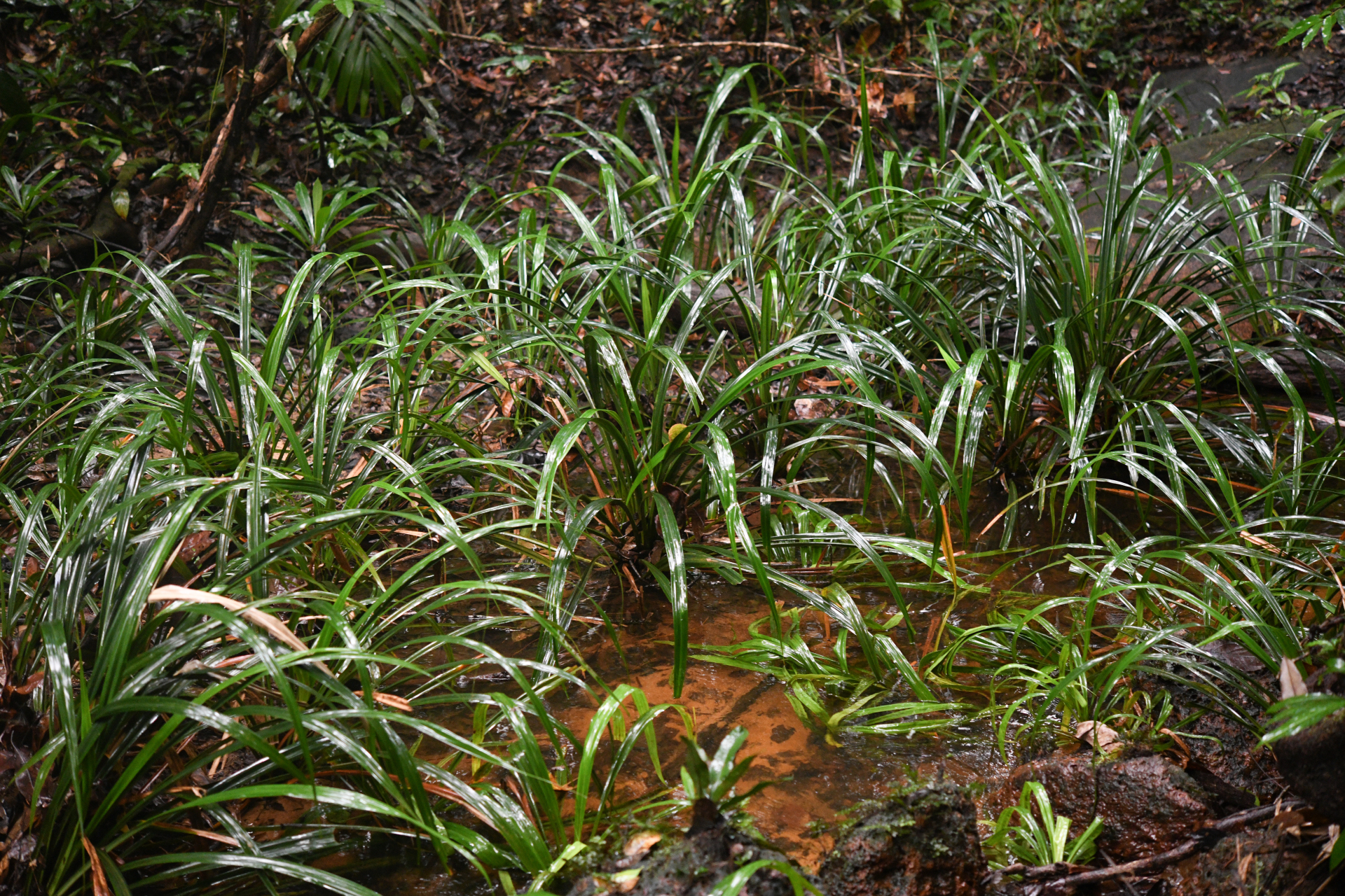 Thurnia sphaerocephala (Rudge) Hook.f. - Photo Bivouac Naturaliste