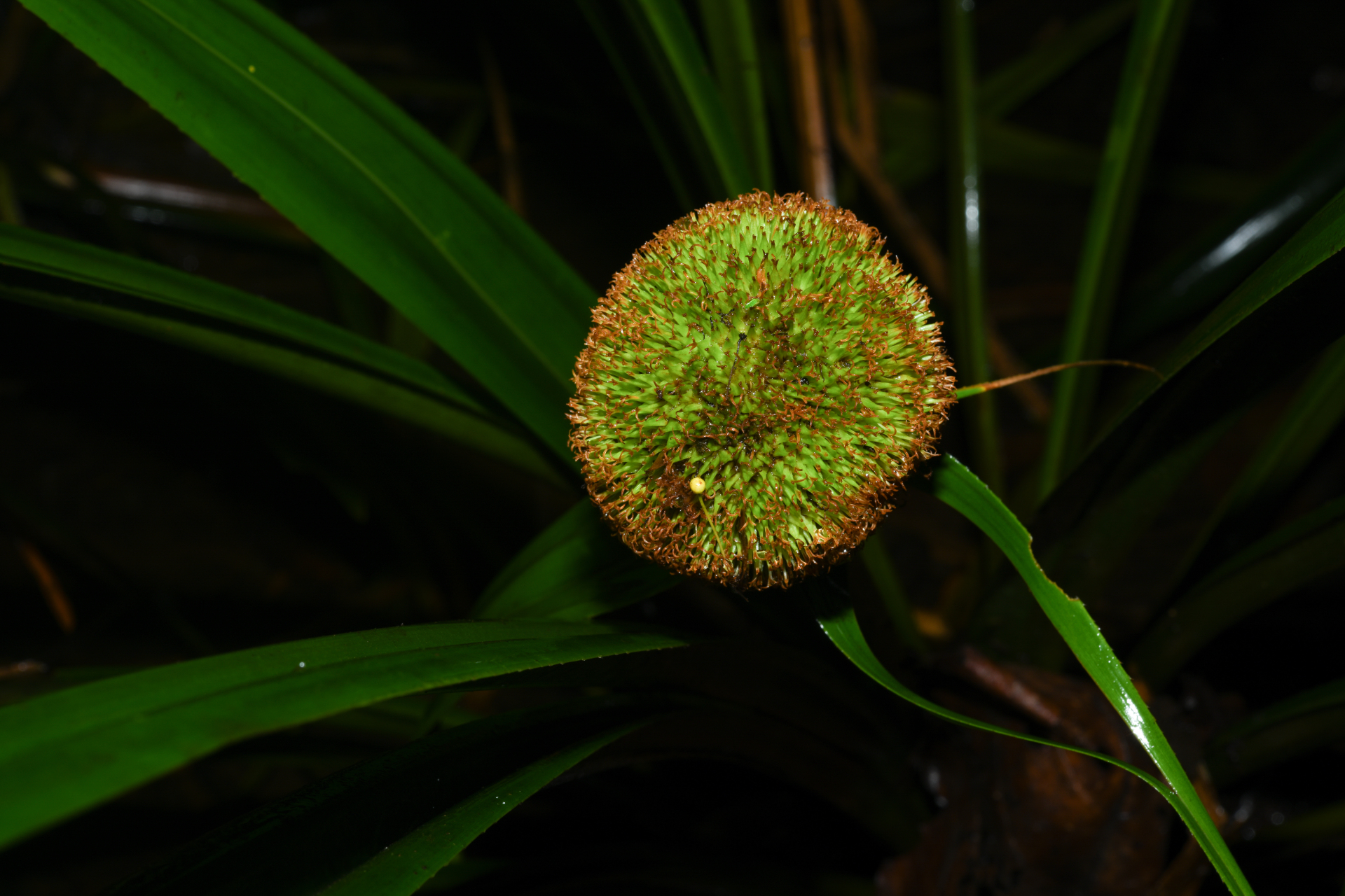 Thurnia sphaerocephala (Rudge) Hook.f. - Photo Bivouac Naturaliste