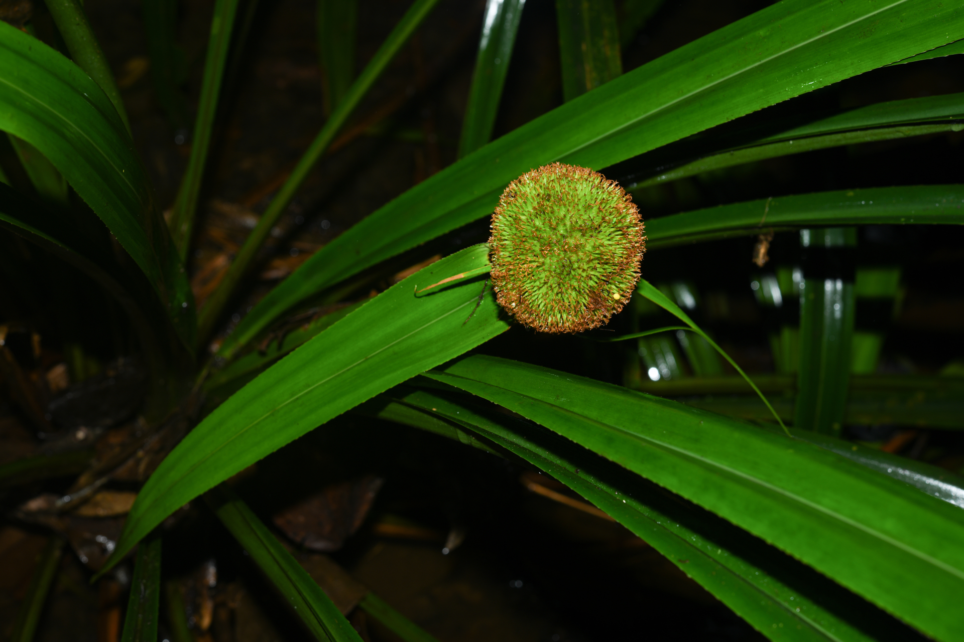 Thurnia sphaerocephala (Rudge) Hook.f. - Photo Bivouac Naturaliste