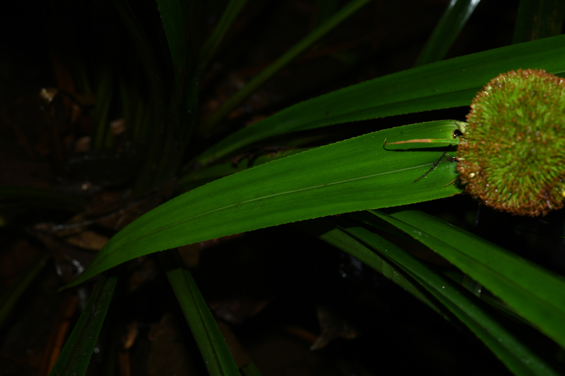 Thurnia sphaerocephala (Rudge) Hook.f. - Photo Bivouac Naturaliste