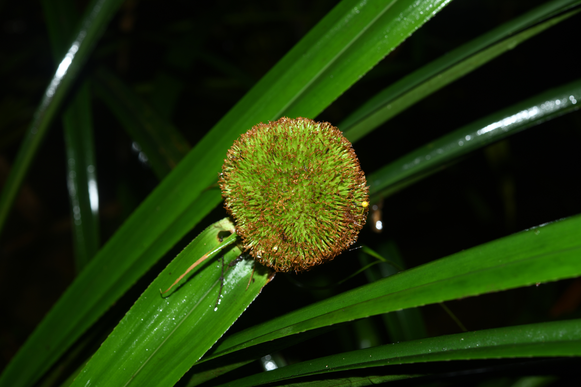 Thurnia sphaerocephala (Rudge) Hook.f. - Photo Bivouac Naturaliste