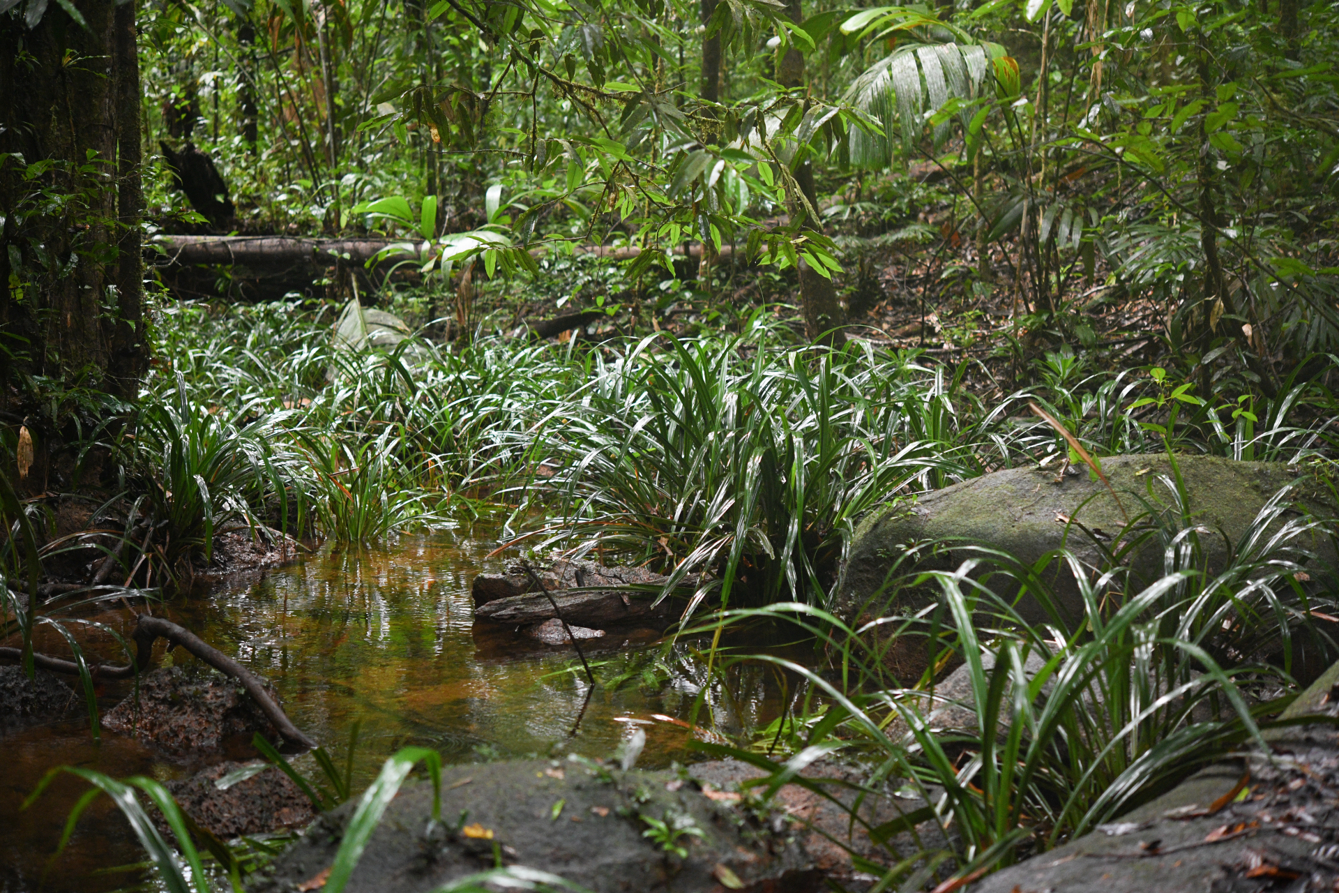 Thurnia sphaerocephala (Rudge) Hook.f. - Photo Bivouac Naturaliste