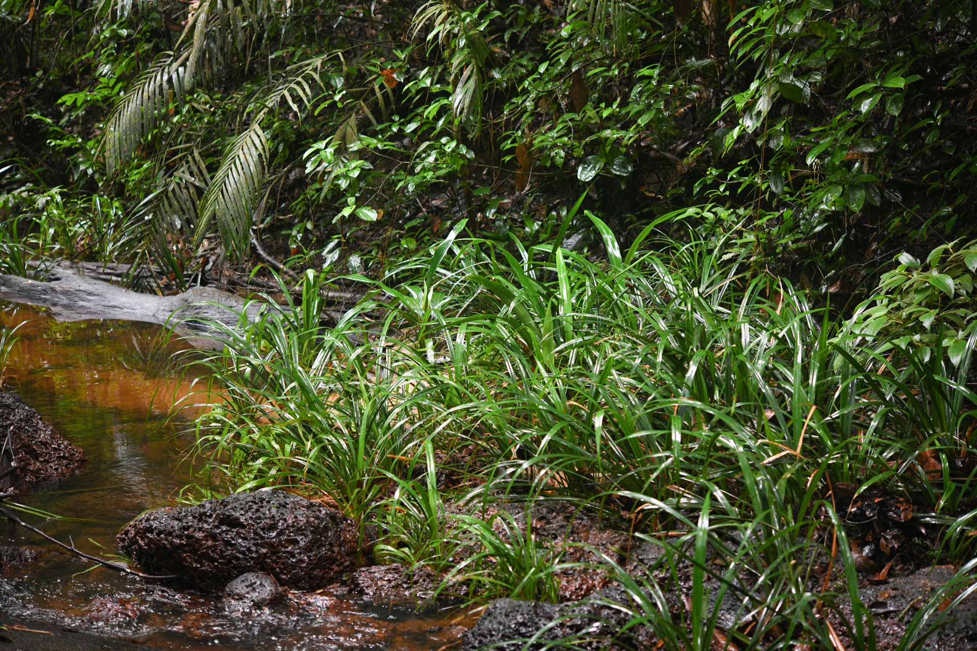 Thurnia sphaerocephala (Rudge) Hook.f. - Photo Bivouac Naturaliste