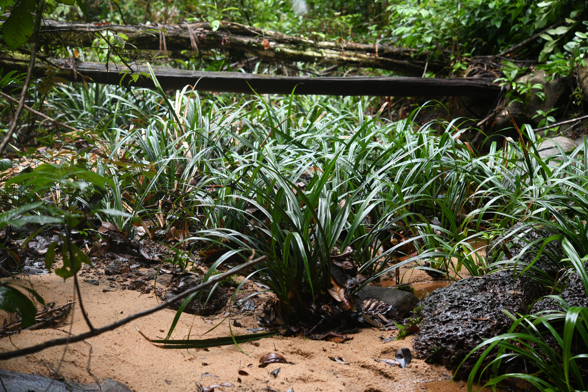 Thurnia sphaerocephala (Rudge) Hook.f. - Photo Bivouac Naturaliste