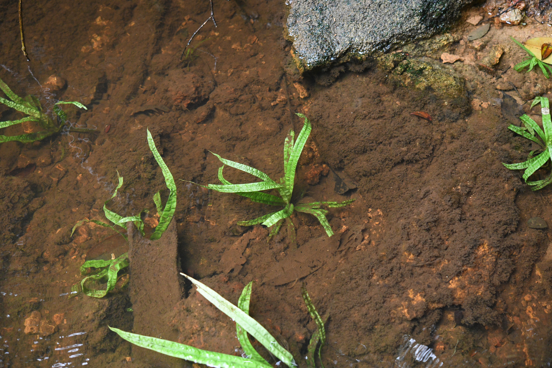 Thurnia sphaerocephala (Rudge) Hook.f. - Photo Bivouac Naturaliste