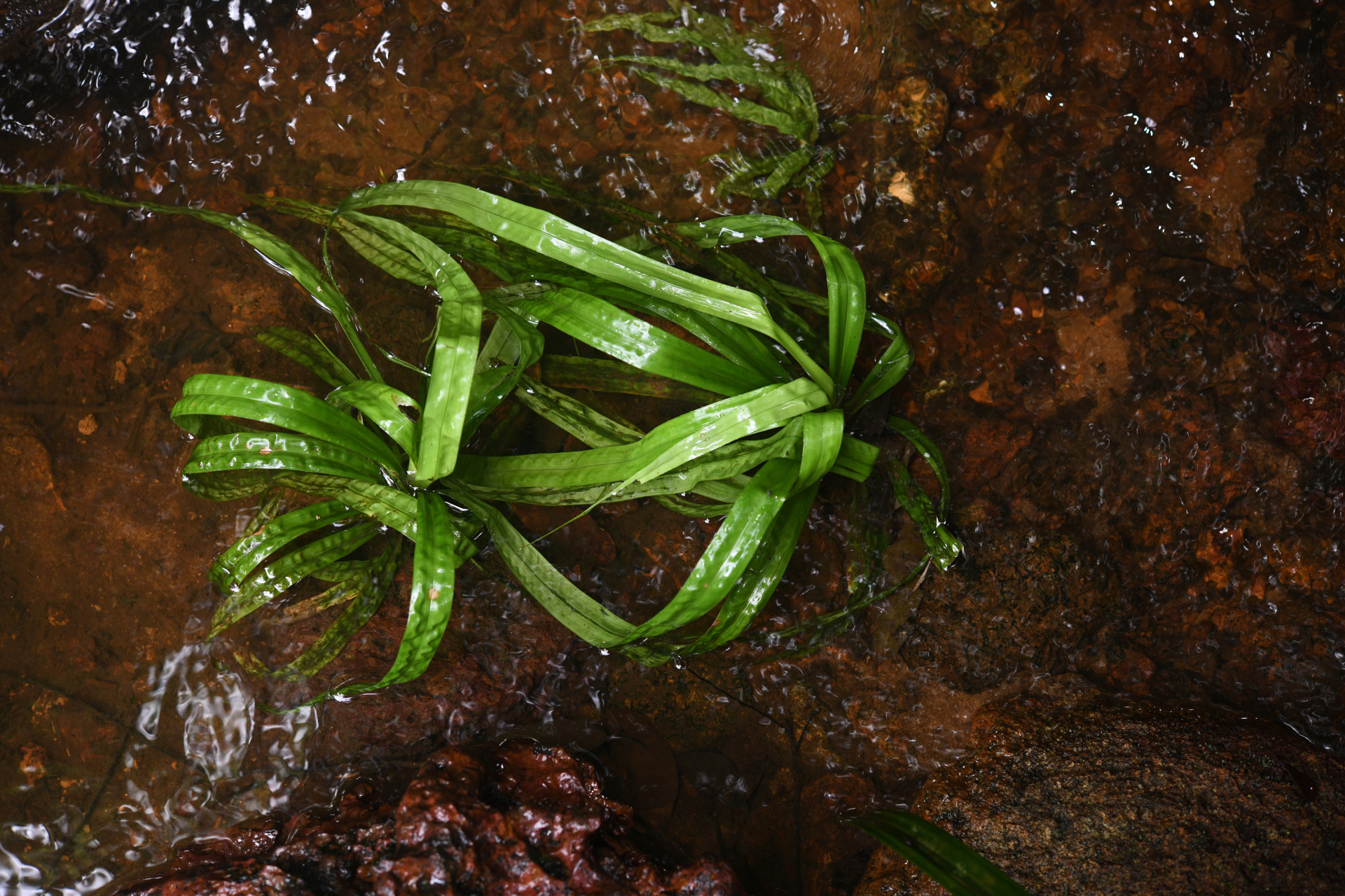 Thurnia sphaerocephala (Rudge) Hook.f. - Photo Bivouac Naturaliste