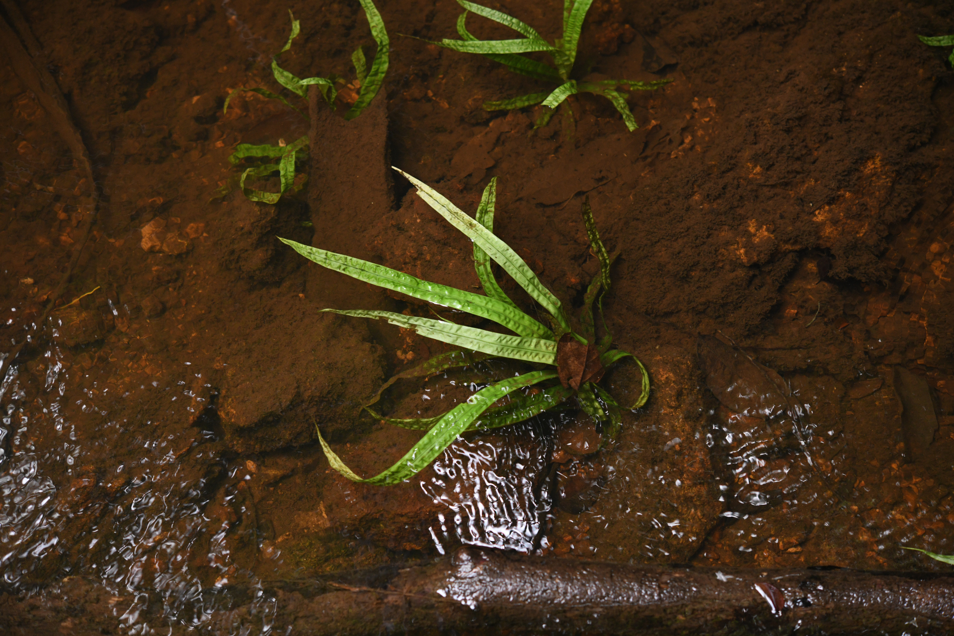 Thurnia sphaerocephala (Rudge) Hook.f. - Photo Bivouac Naturaliste