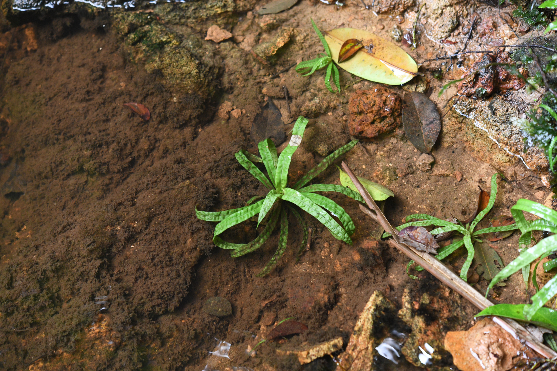 Thurnia sphaerocephala (Rudge) Hook.f. - Photo Bivouac Naturaliste