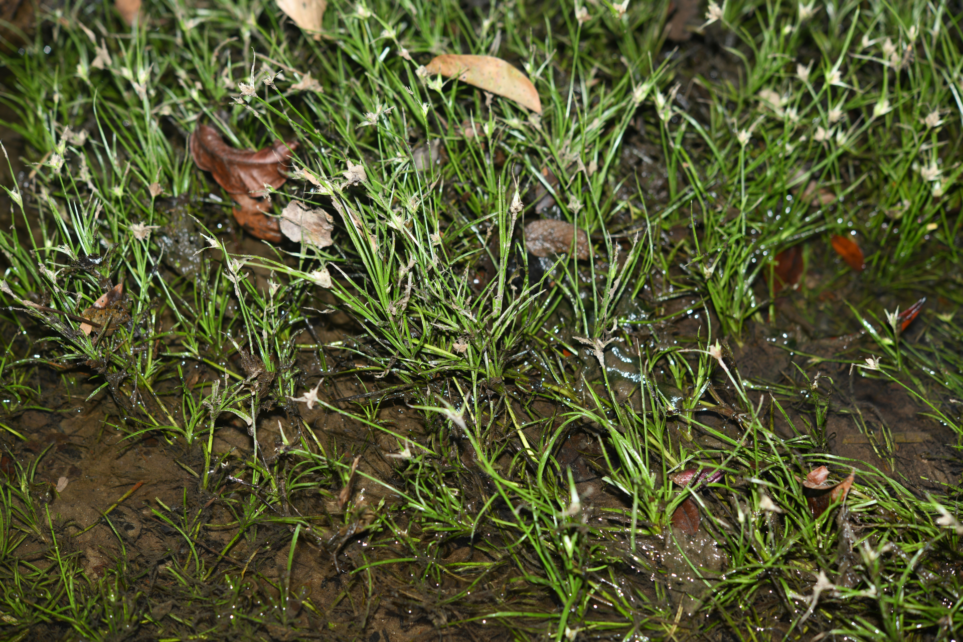 Rhynchospora reptans (Rich.) Kük. - Photo Bivouac Naturaliste