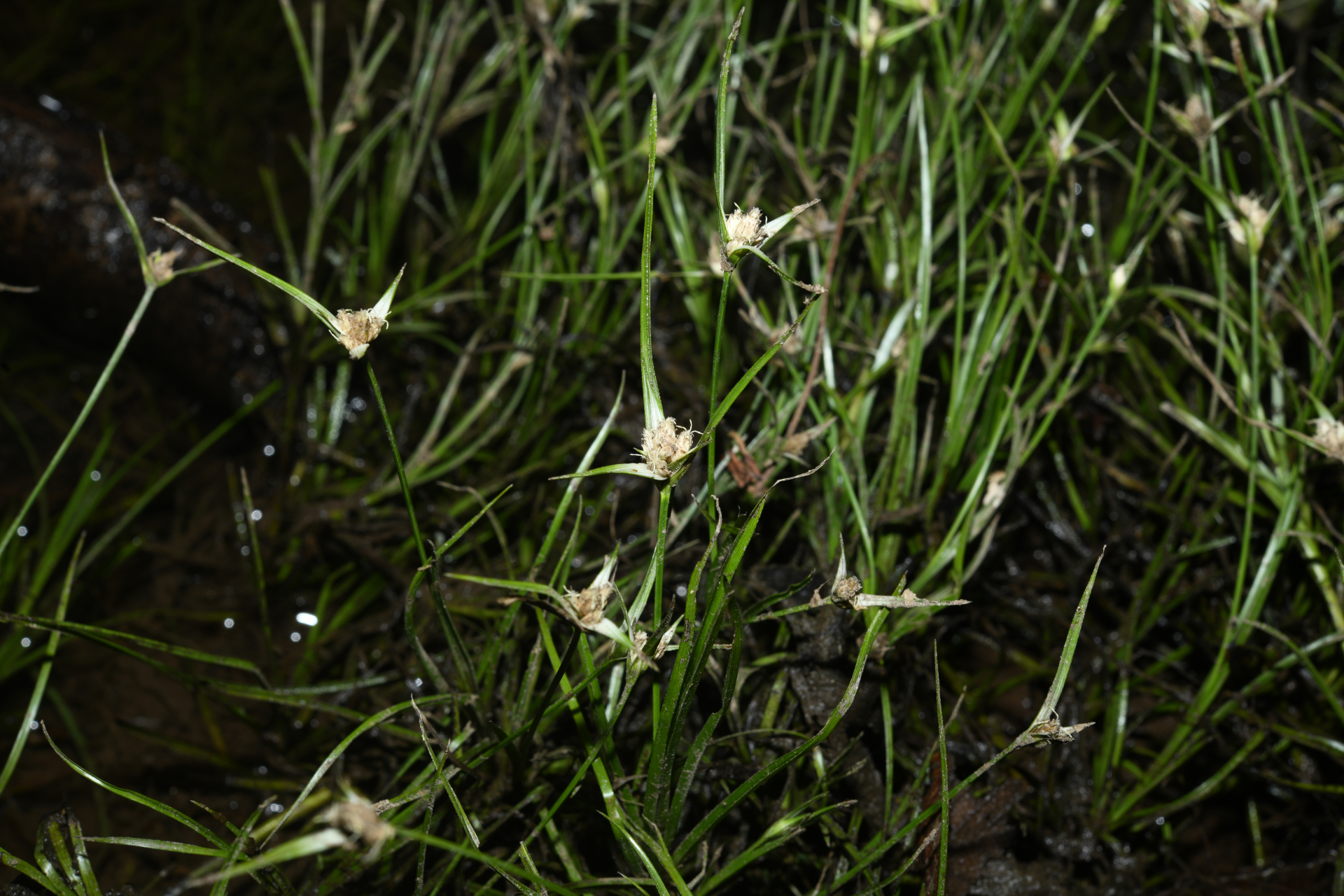 Rhynchospora reptans (Rich.) Kük. - Photo Bivouac Naturaliste