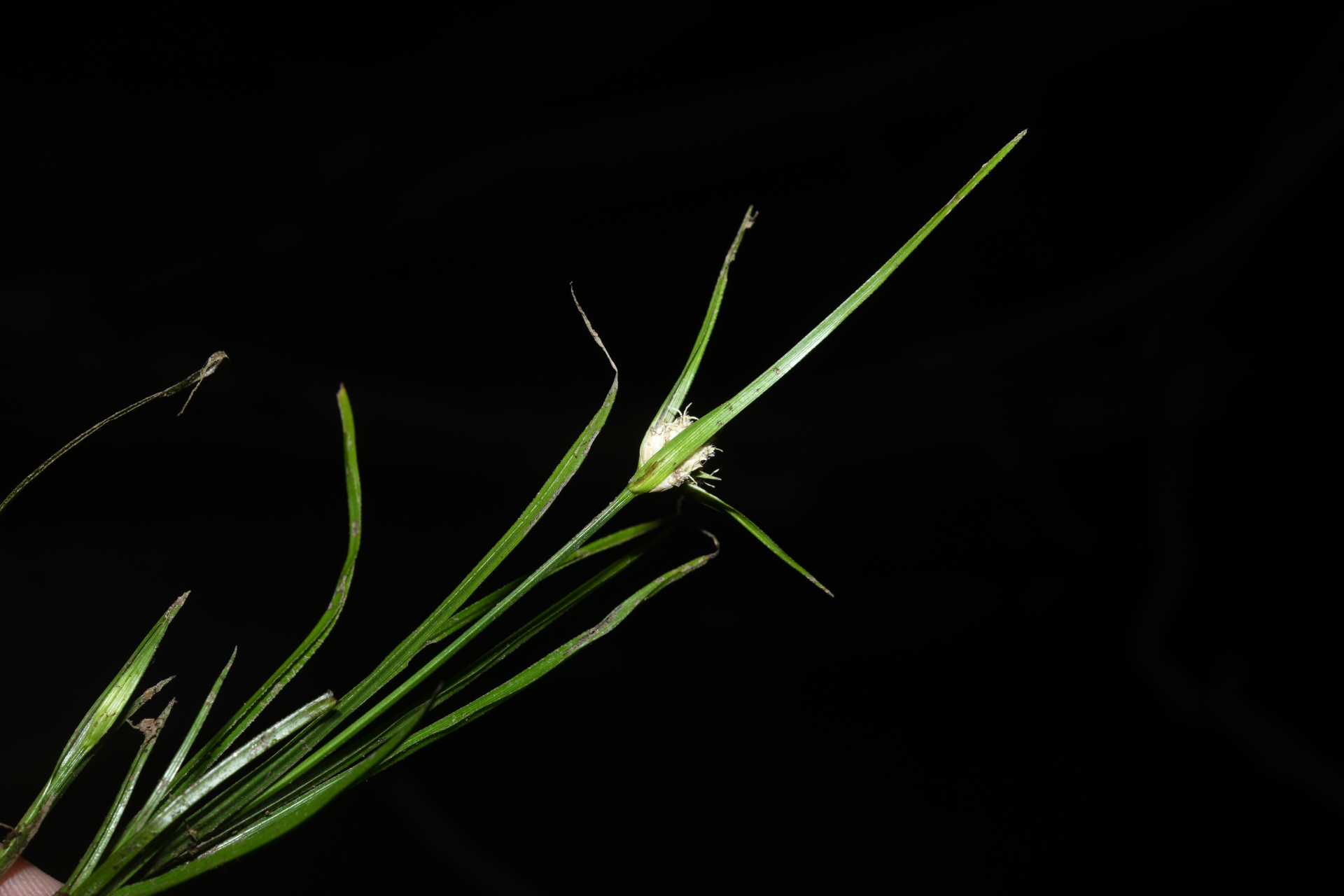 Rhynchospora reptans (Rich.) Kük. - Photo Bivouac Naturaliste