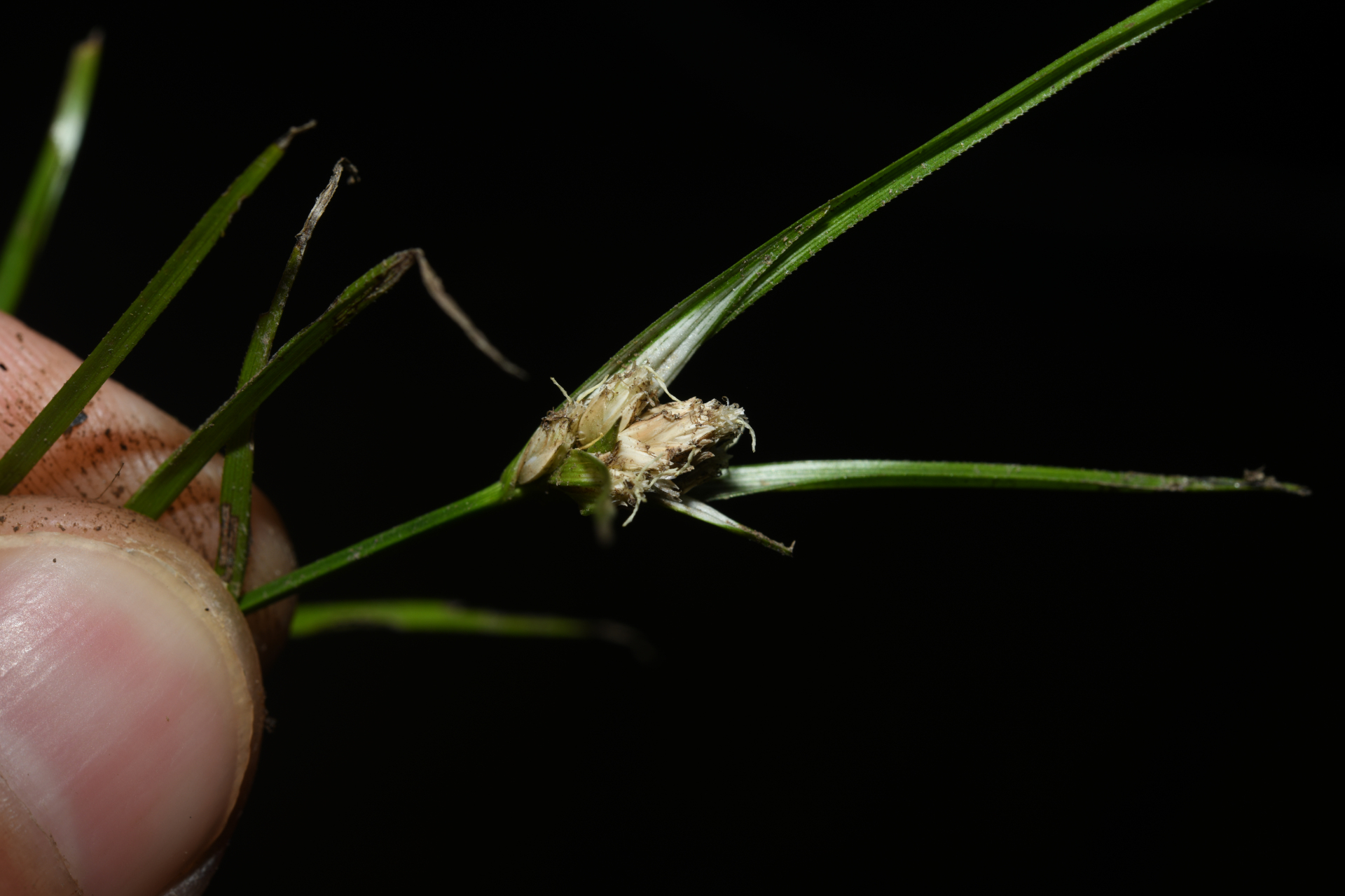 Rhynchospora reptans (Rich.) Kük. - Photo Bivouac Naturaliste