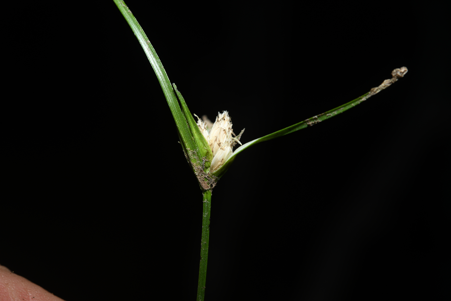 Rhynchospora reptans (Rich.) Kük. - Photo Bivouac Naturaliste