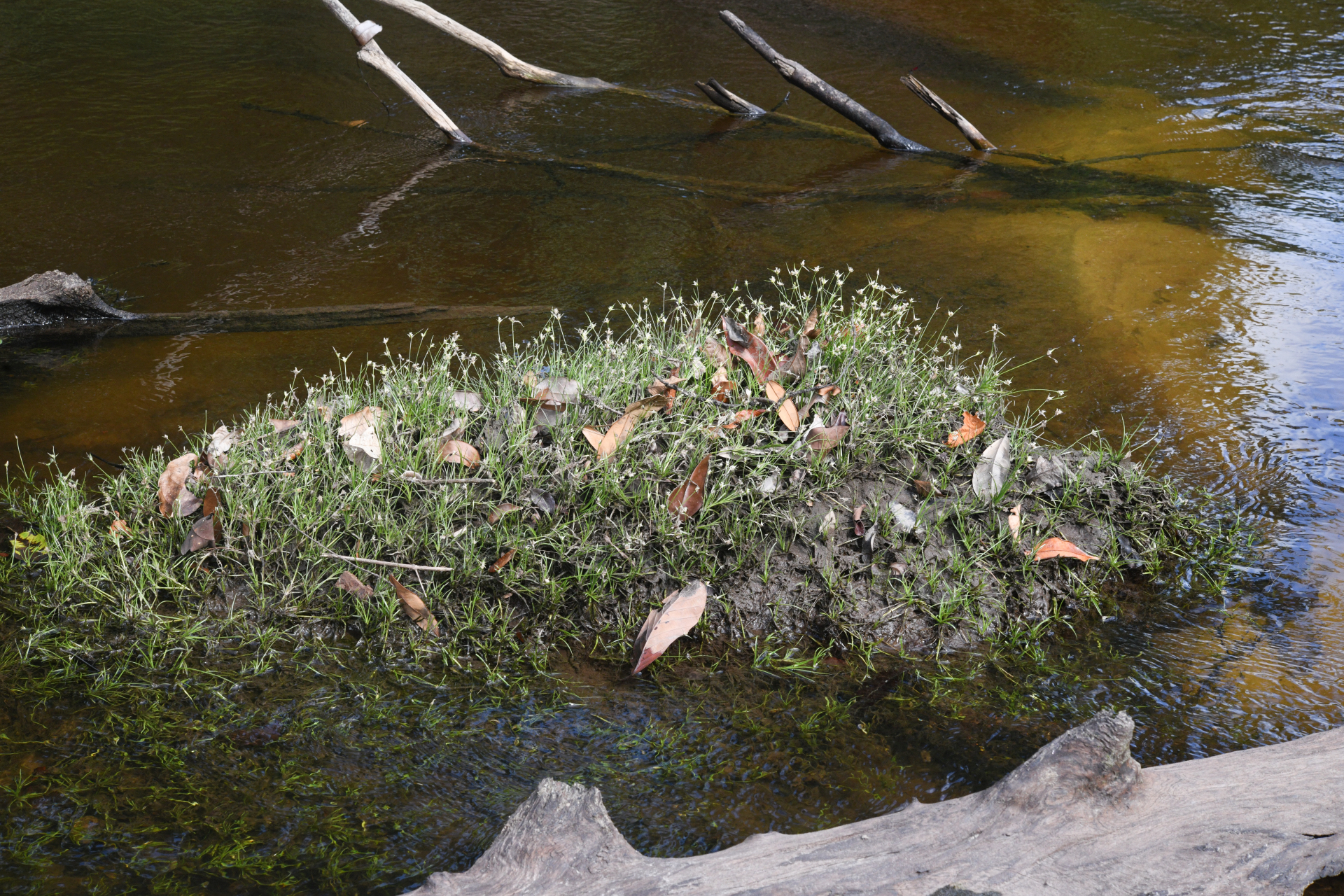 Rhynchospora reptans (Rich.) Kük. - Photo Bivouac Naturaliste