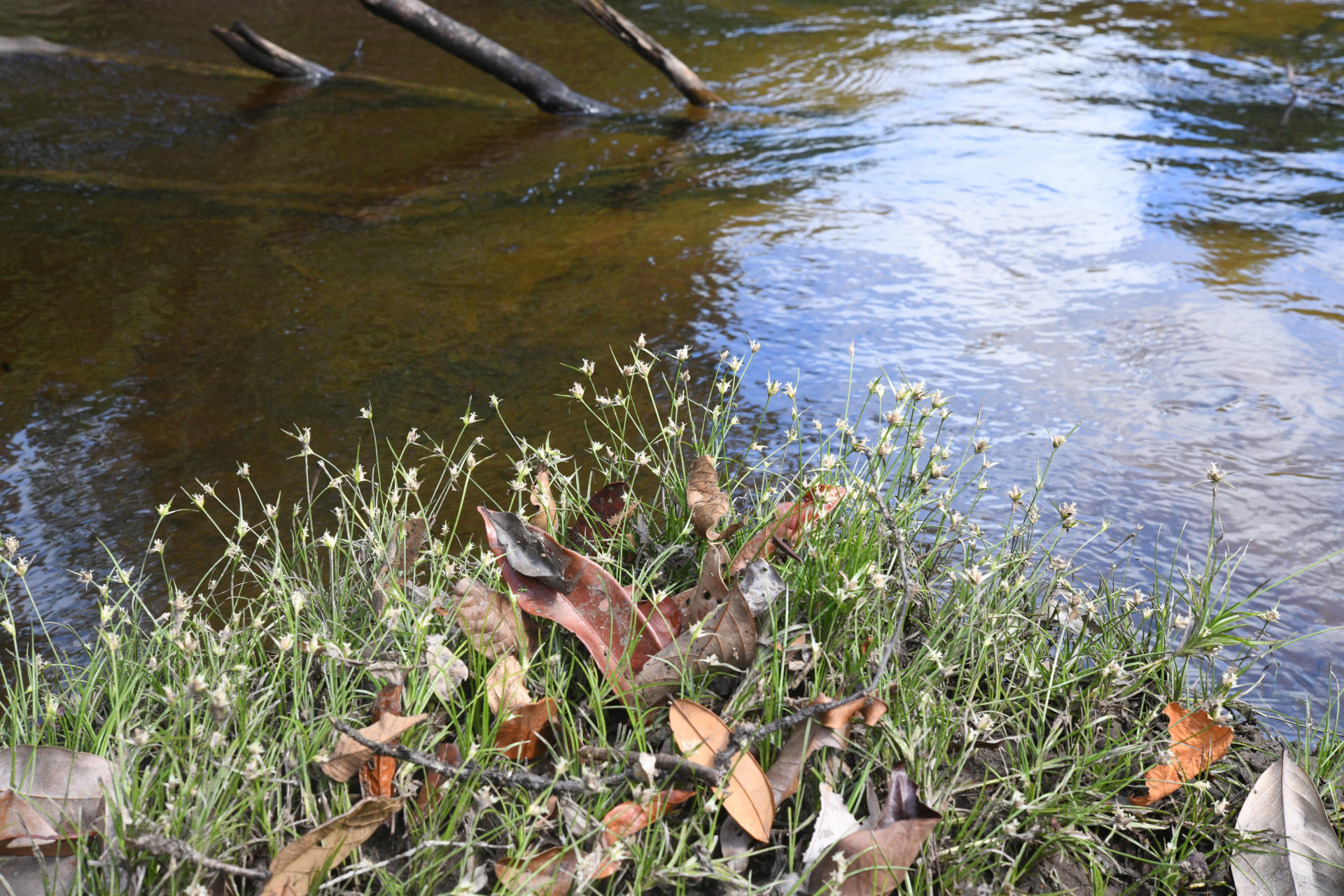 Rhynchospora reptans (Rich.) Kük. - Photo Bivouac Naturaliste