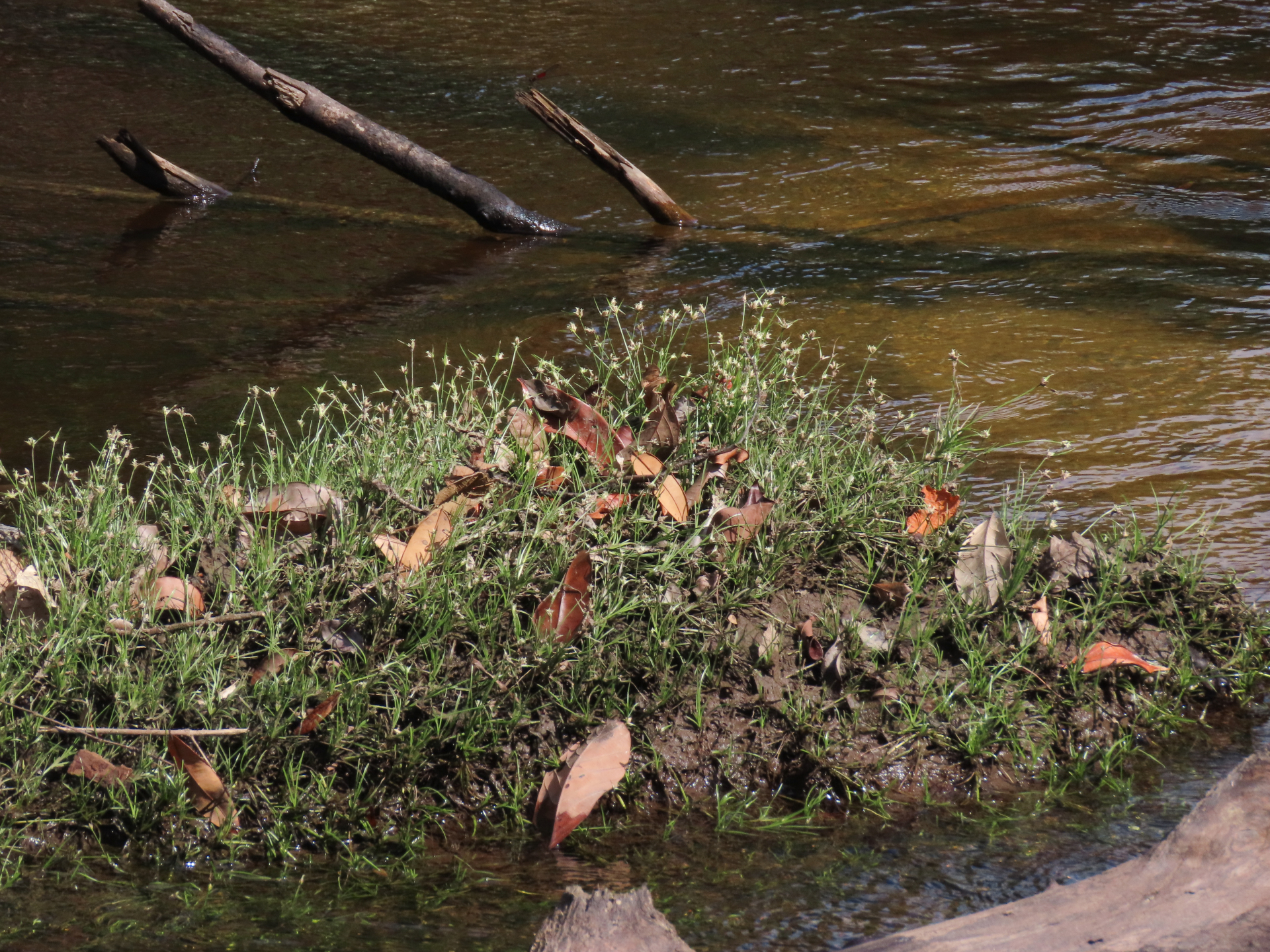 Rhynchospora reptans (Rich.) Kük. - Photo Bivouac Naturaliste
