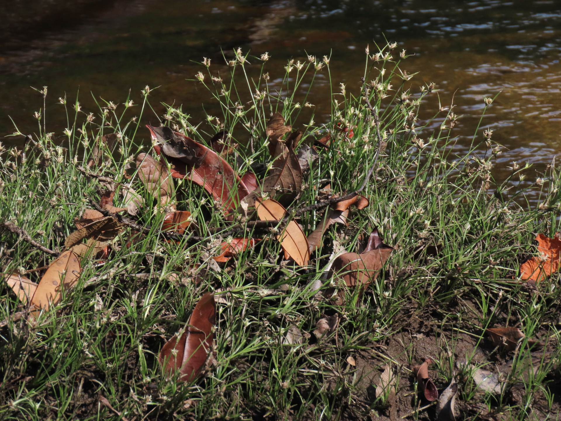 Rhynchospora reptans (Rich.) Kük. - Photo Bivouac Naturaliste