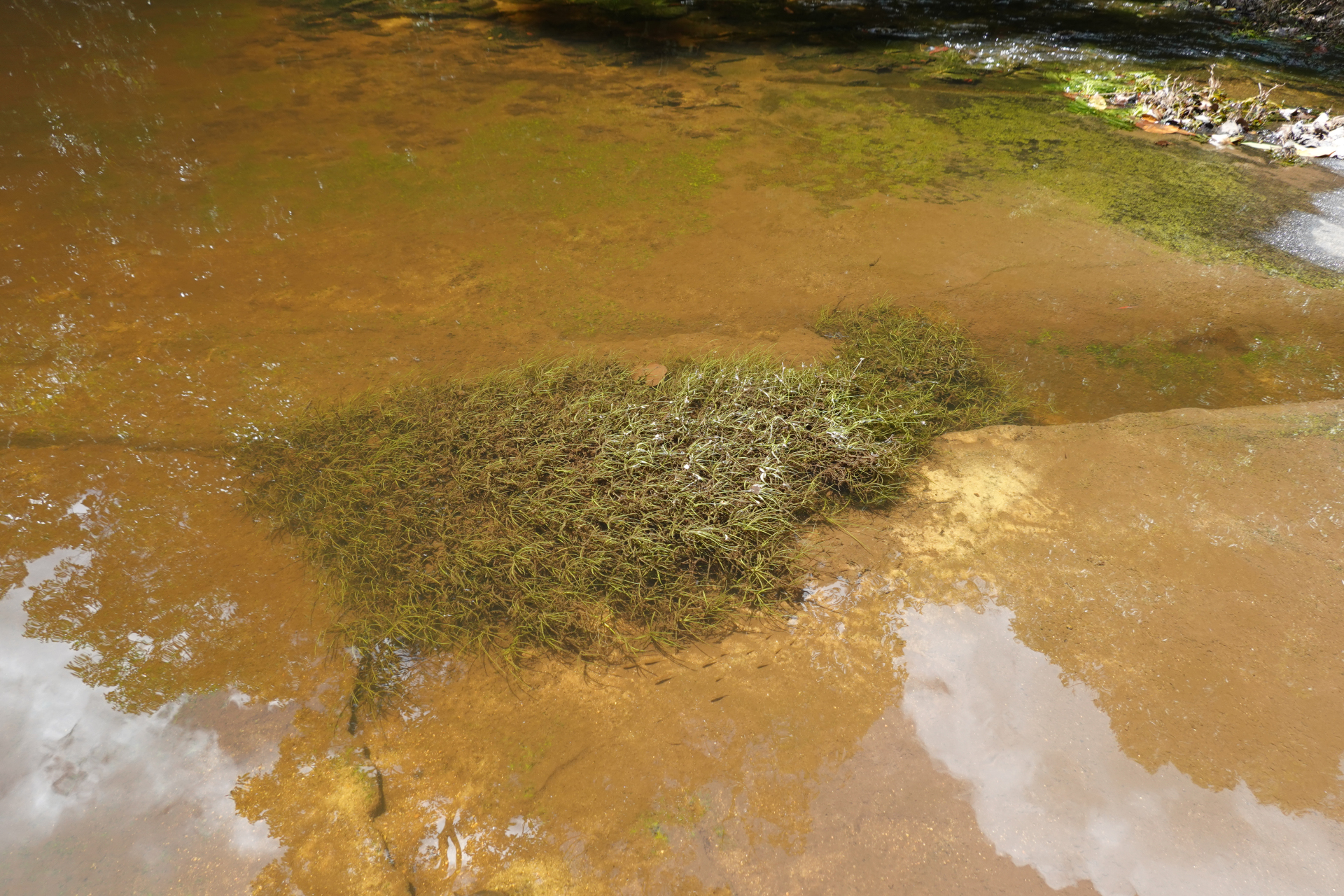 Rhynchospora reptans (Rich.) Kük. - Photo Bivouac Naturaliste