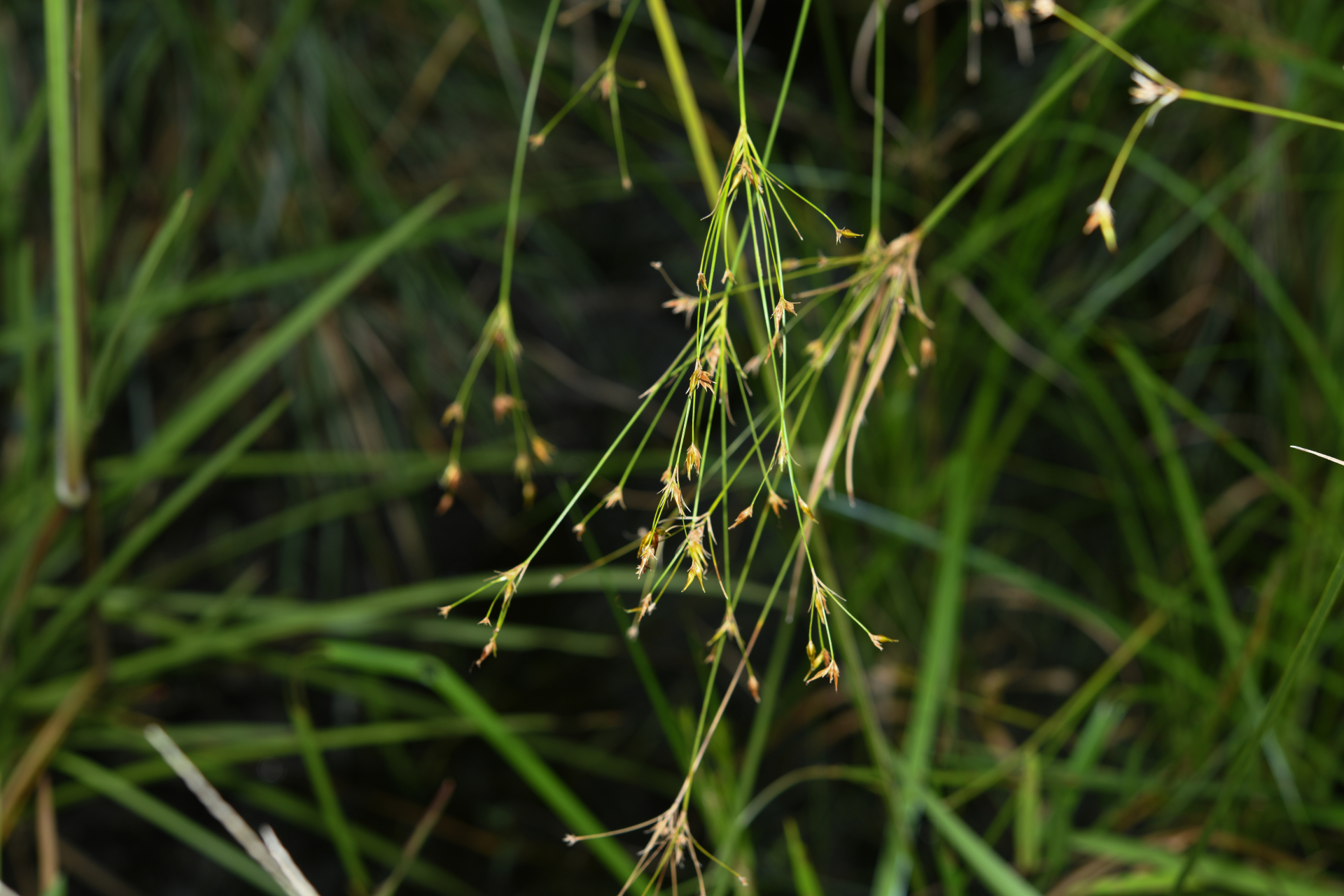 Rhynchospora triflora Vahl - Photo Bivouac Naturaliste