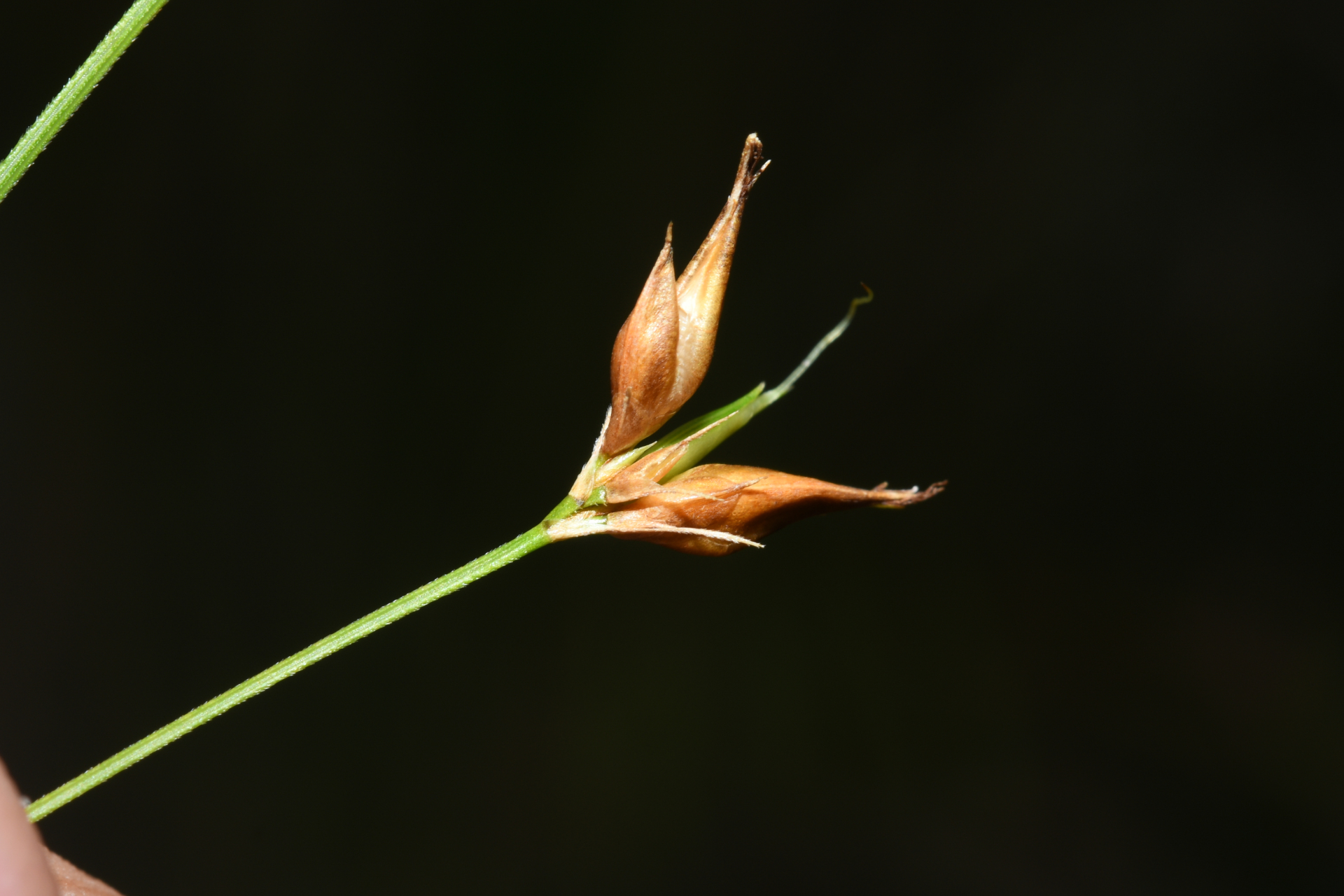 Rhynchospora triflora Vahl - Photo Bivouac Naturaliste