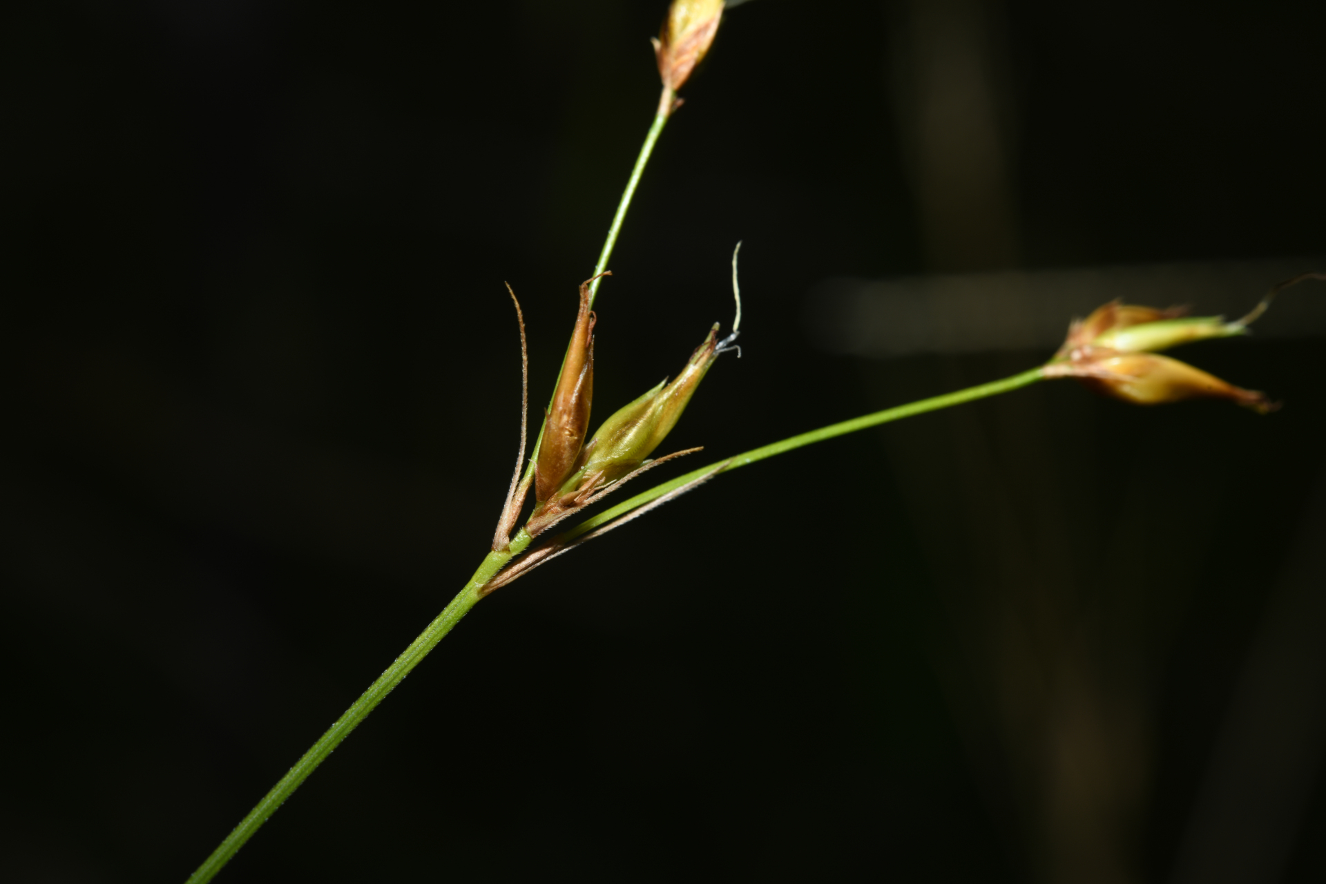 Rhynchospora triflora Vahl - Photo Bivouac Naturaliste