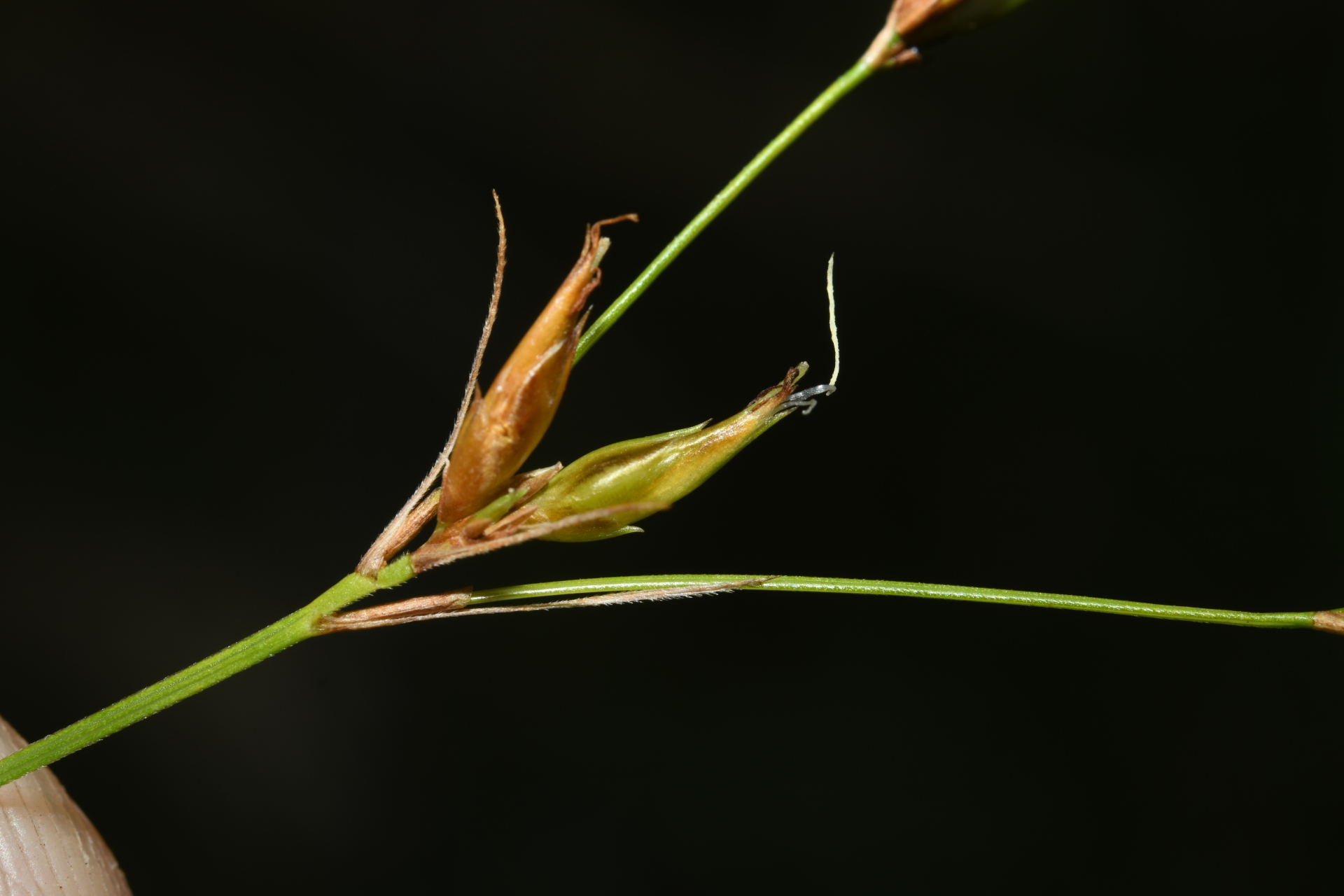 Rhynchospora triflora Vahl - Photo Bivouac Naturaliste