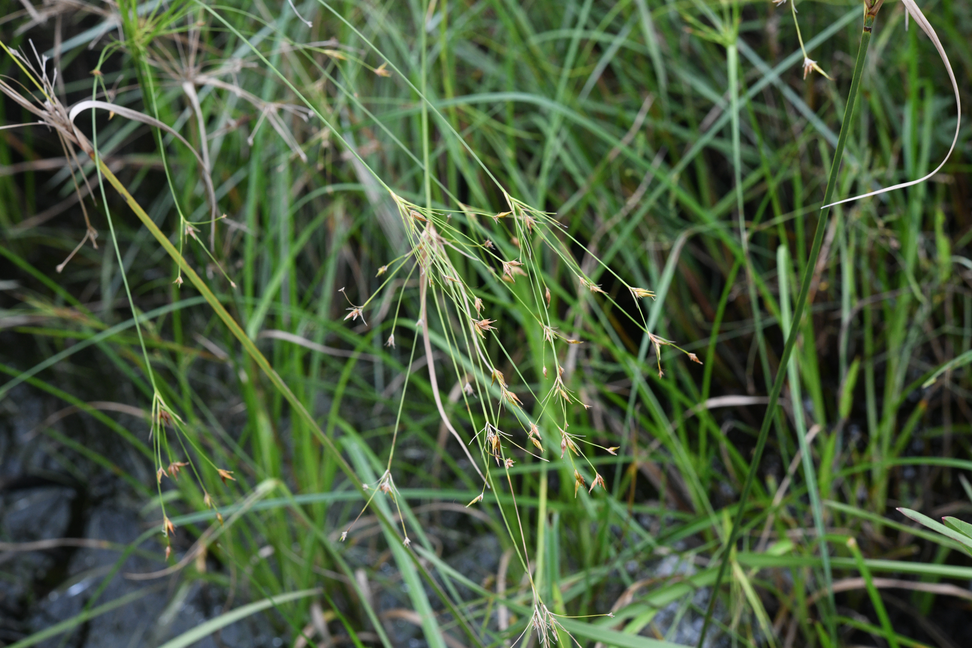 Rhynchospora triflora Vahl - Photo Bivouac Naturaliste