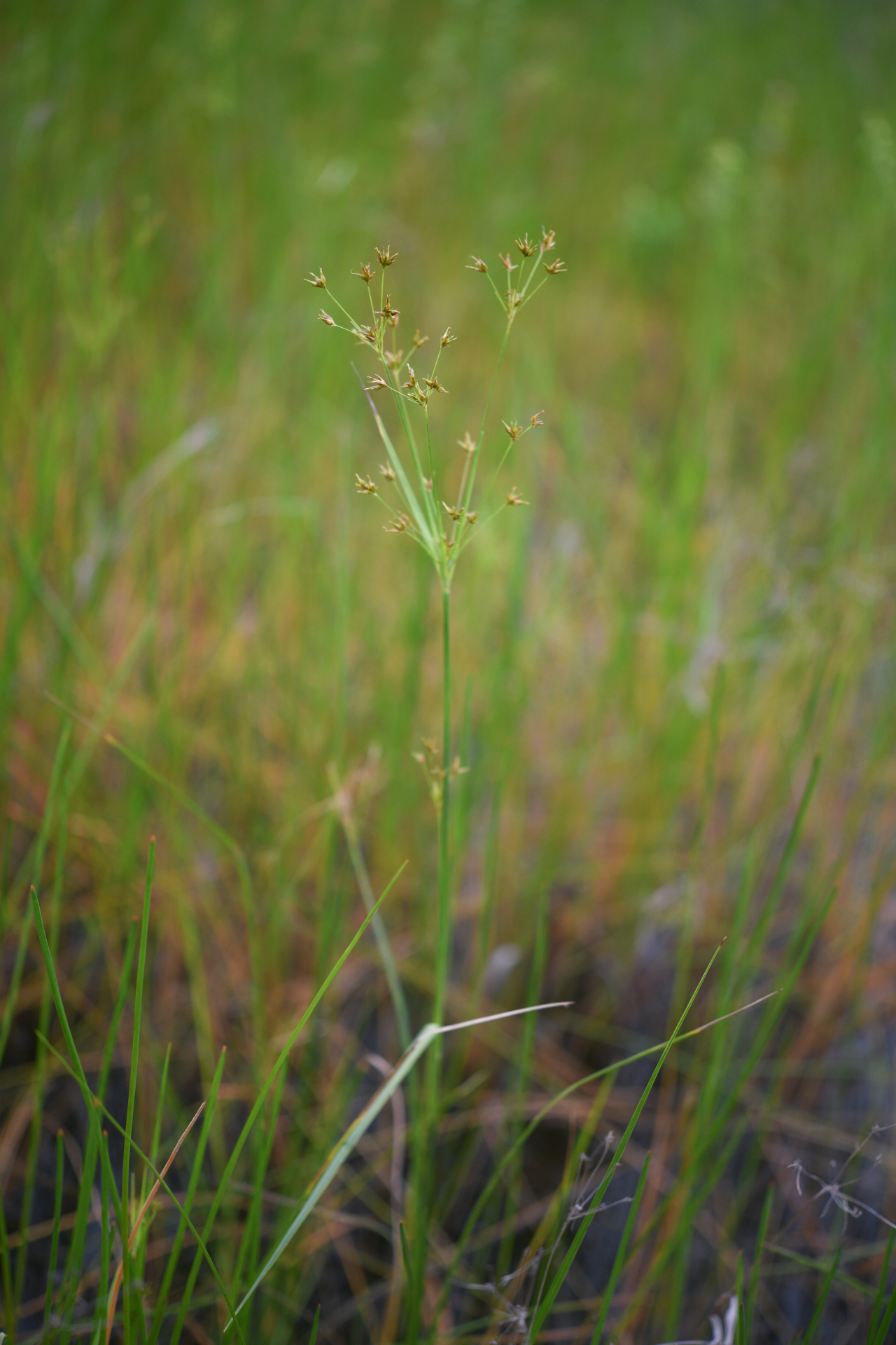 Rhynchospora triflora Vahl - Photo Bivouac Naturaliste