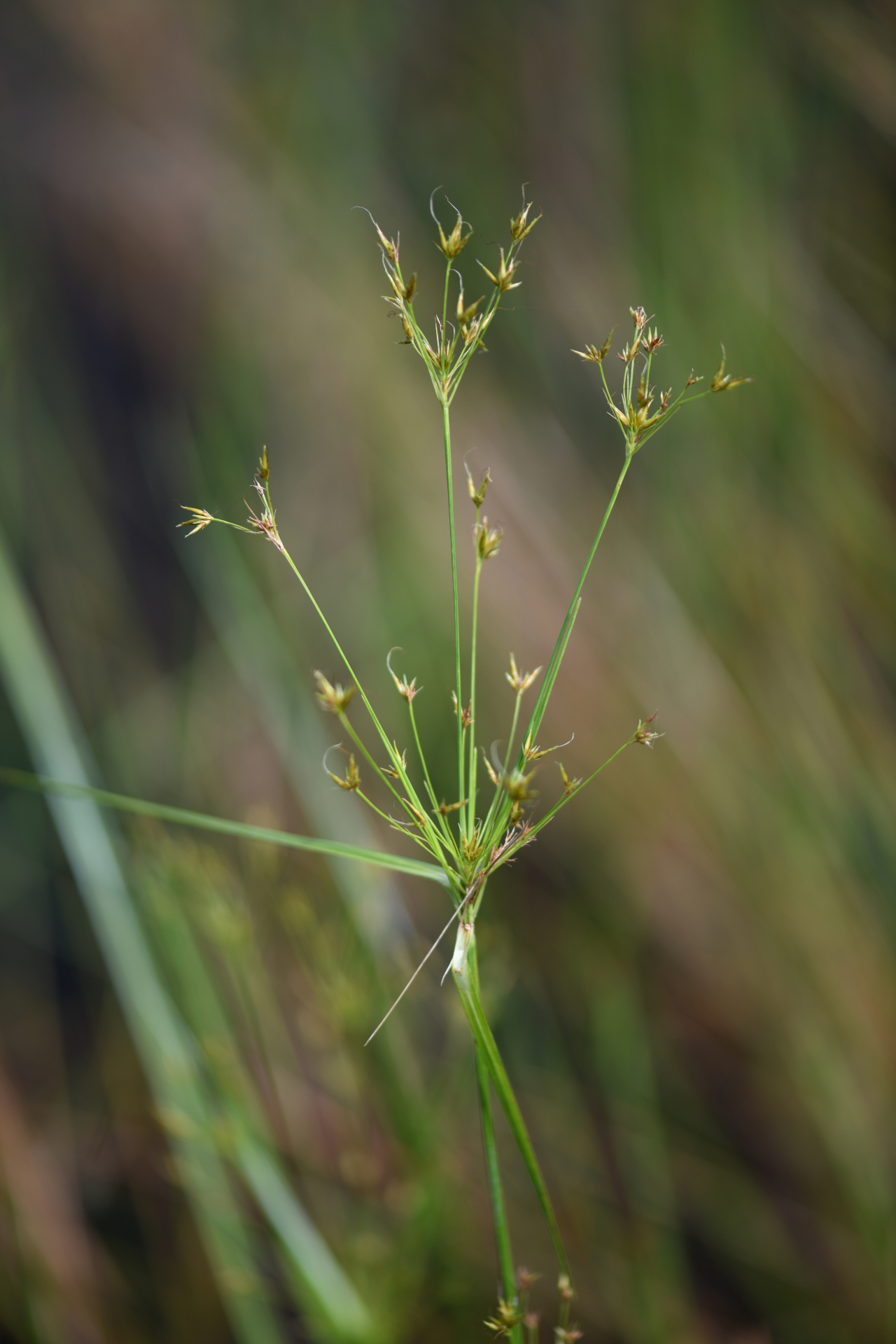 Rhynchospora triflora Vahl - Photo Bivouac Naturaliste