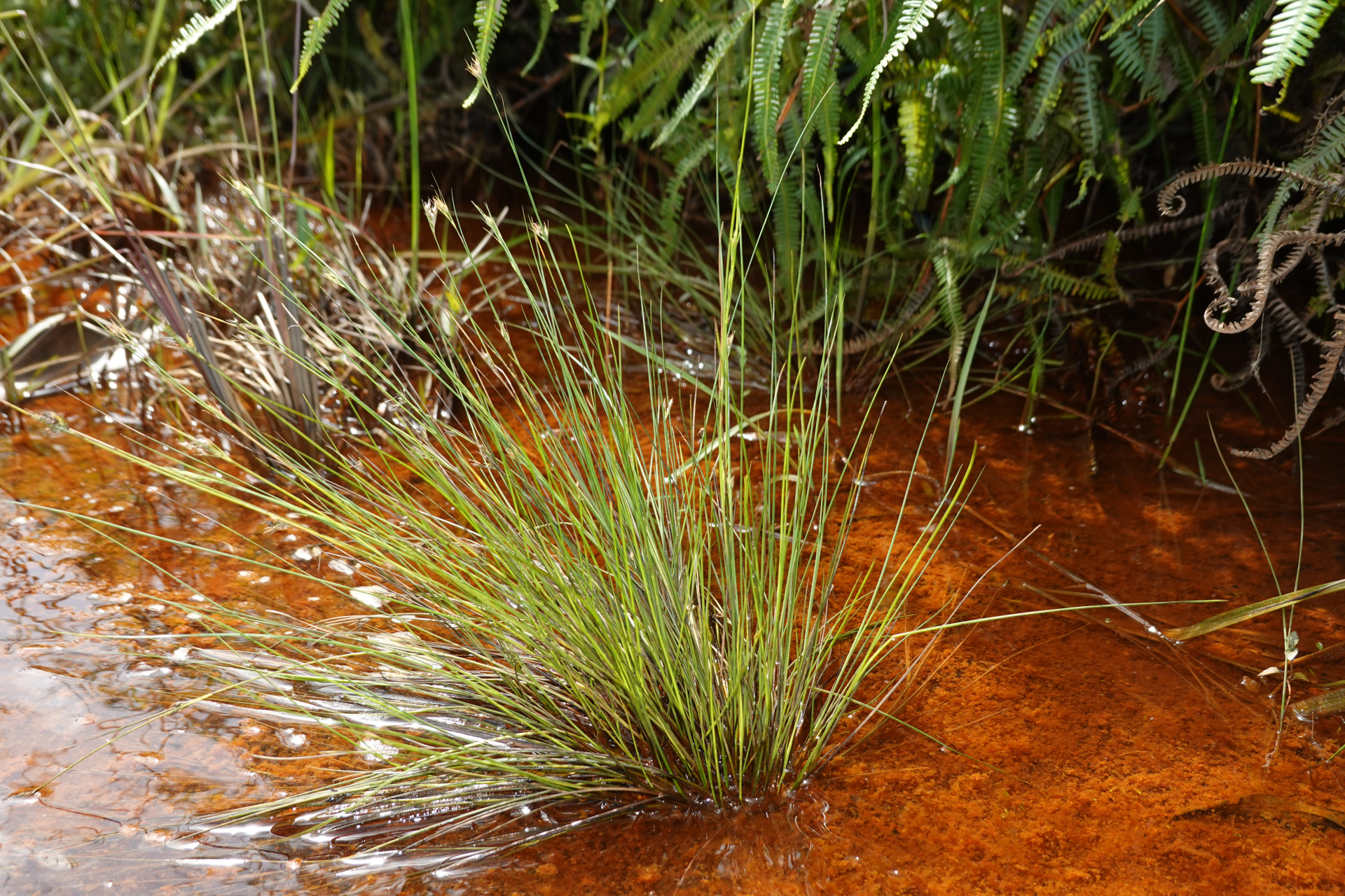 Rhynchospora tenerrima Nees ex Spreng. - Photo Bivouac Naturaliste
