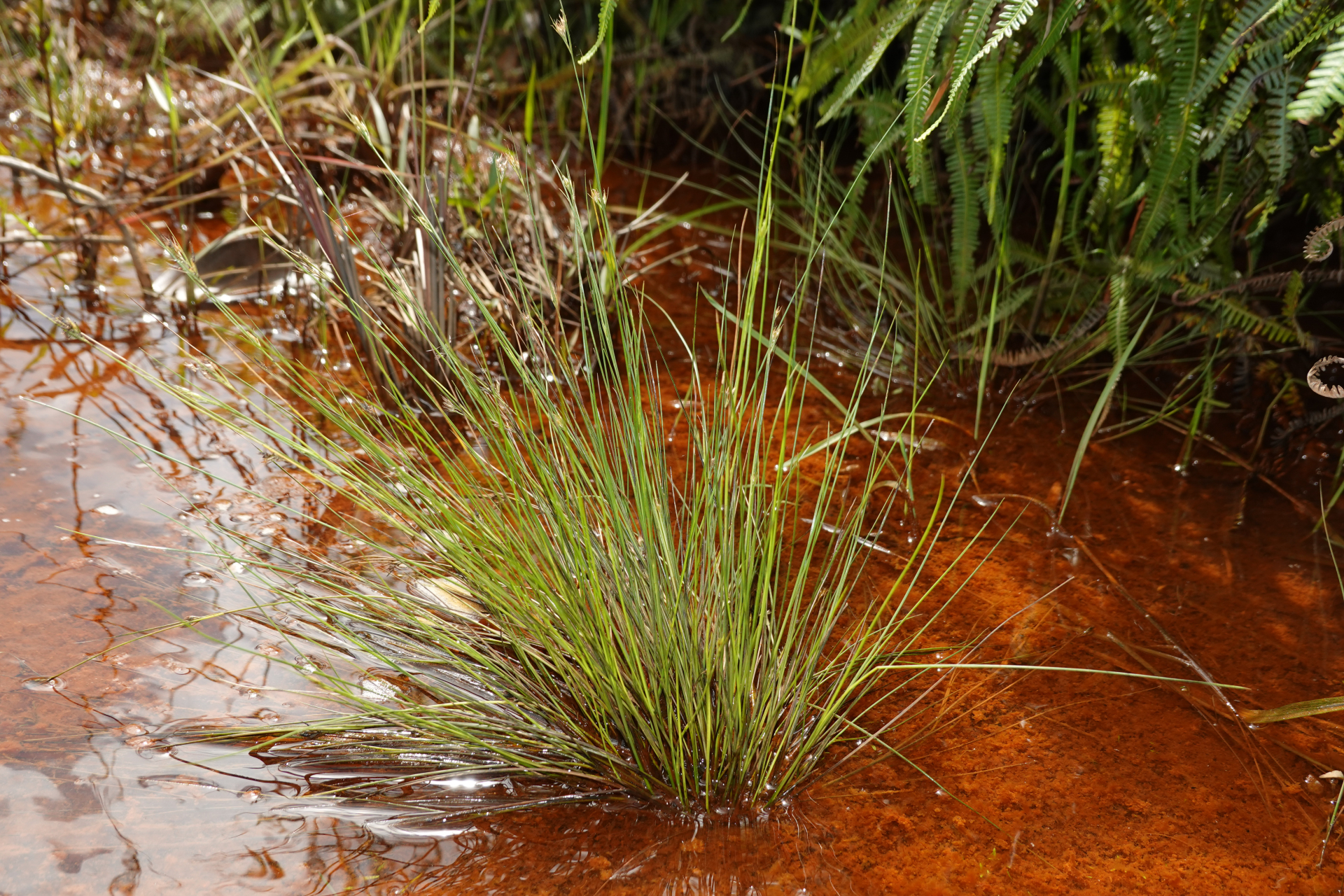 Rhynchospora tenerrima Nees ex Spreng. - Photo Bivouac Naturaliste