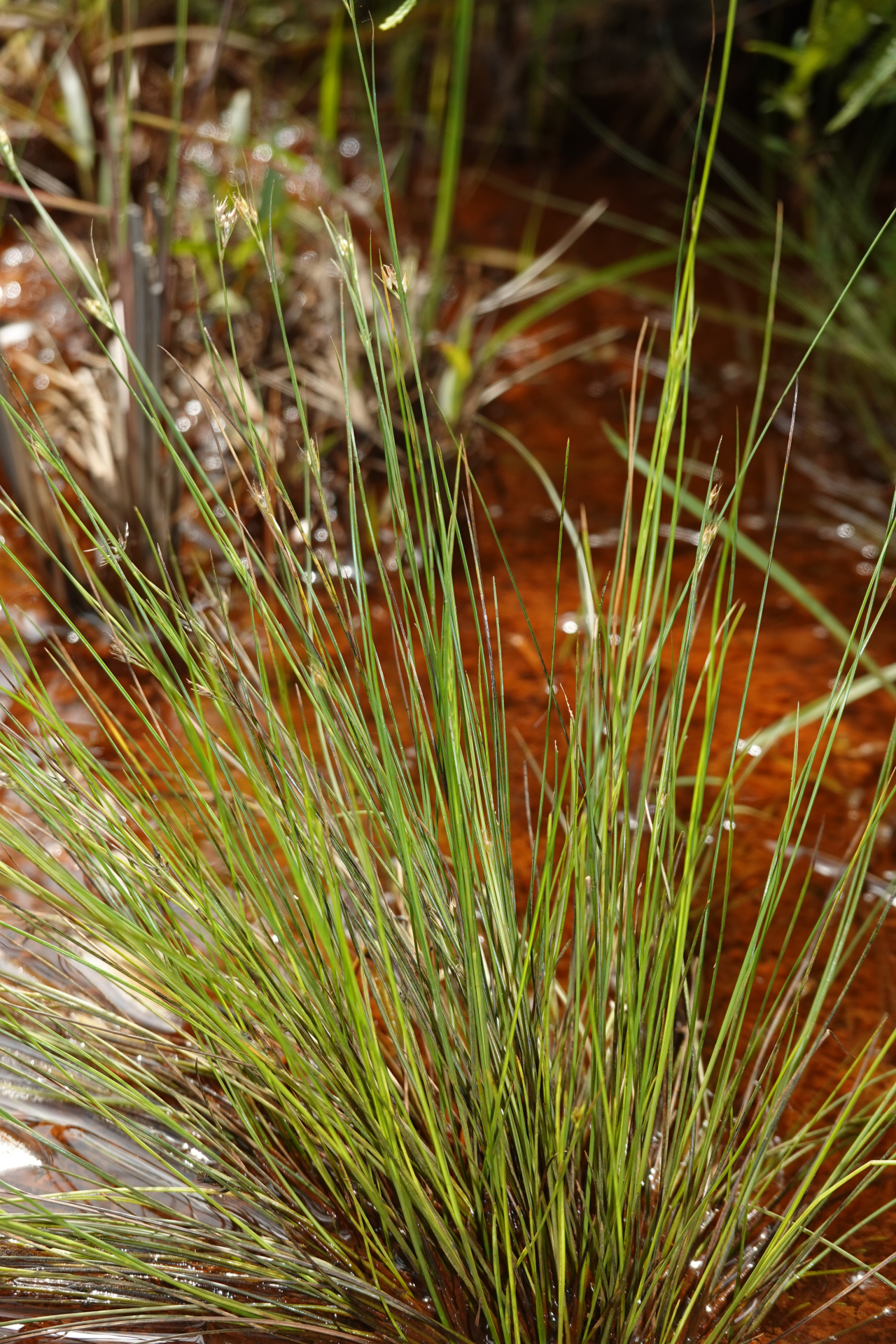 Rhynchospora tenerrima Nees ex Spreng. - Photo Bivouac Naturaliste