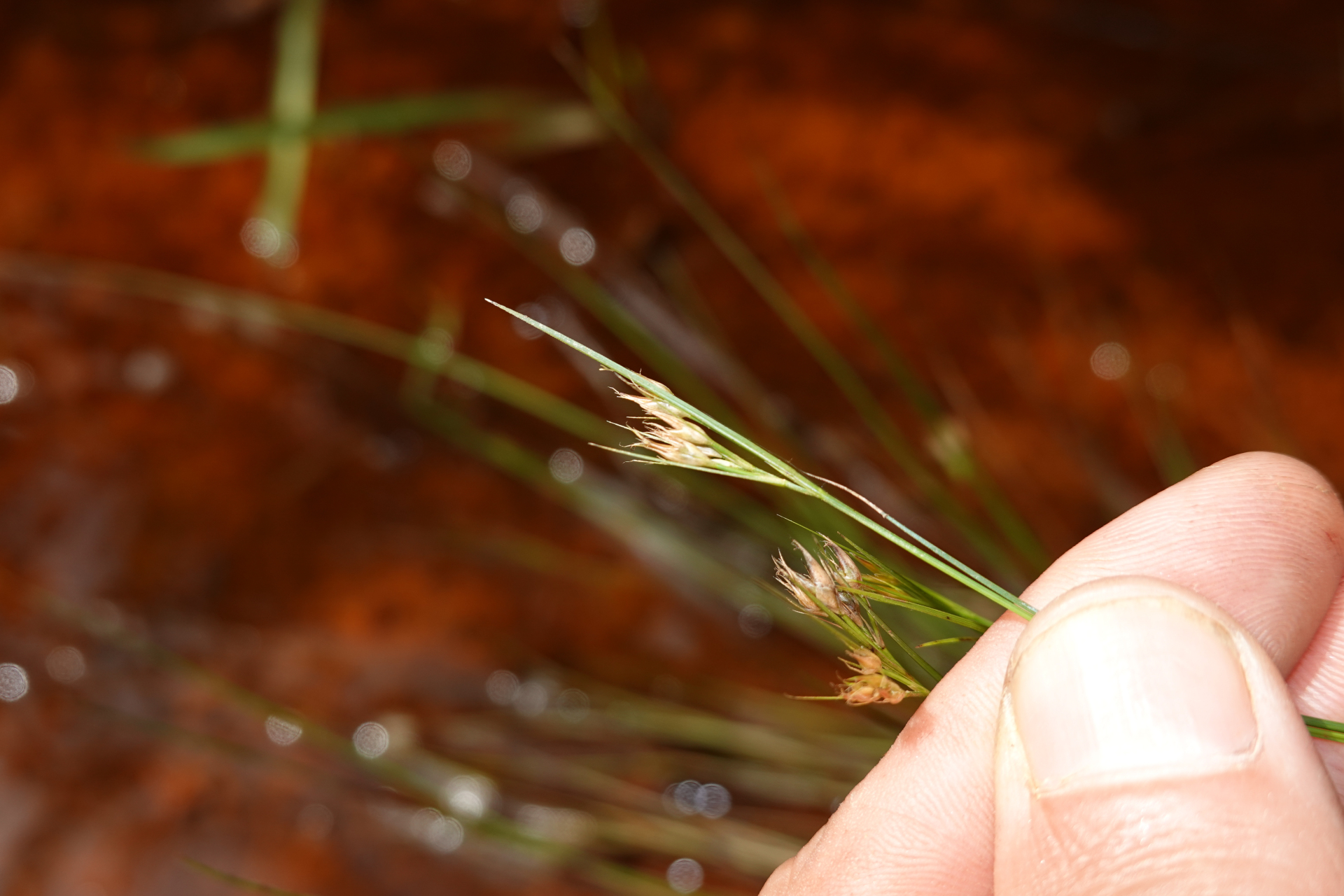 Rhynchospora tenerrima Nees ex Spreng. - Photo Bivouac Naturaliste