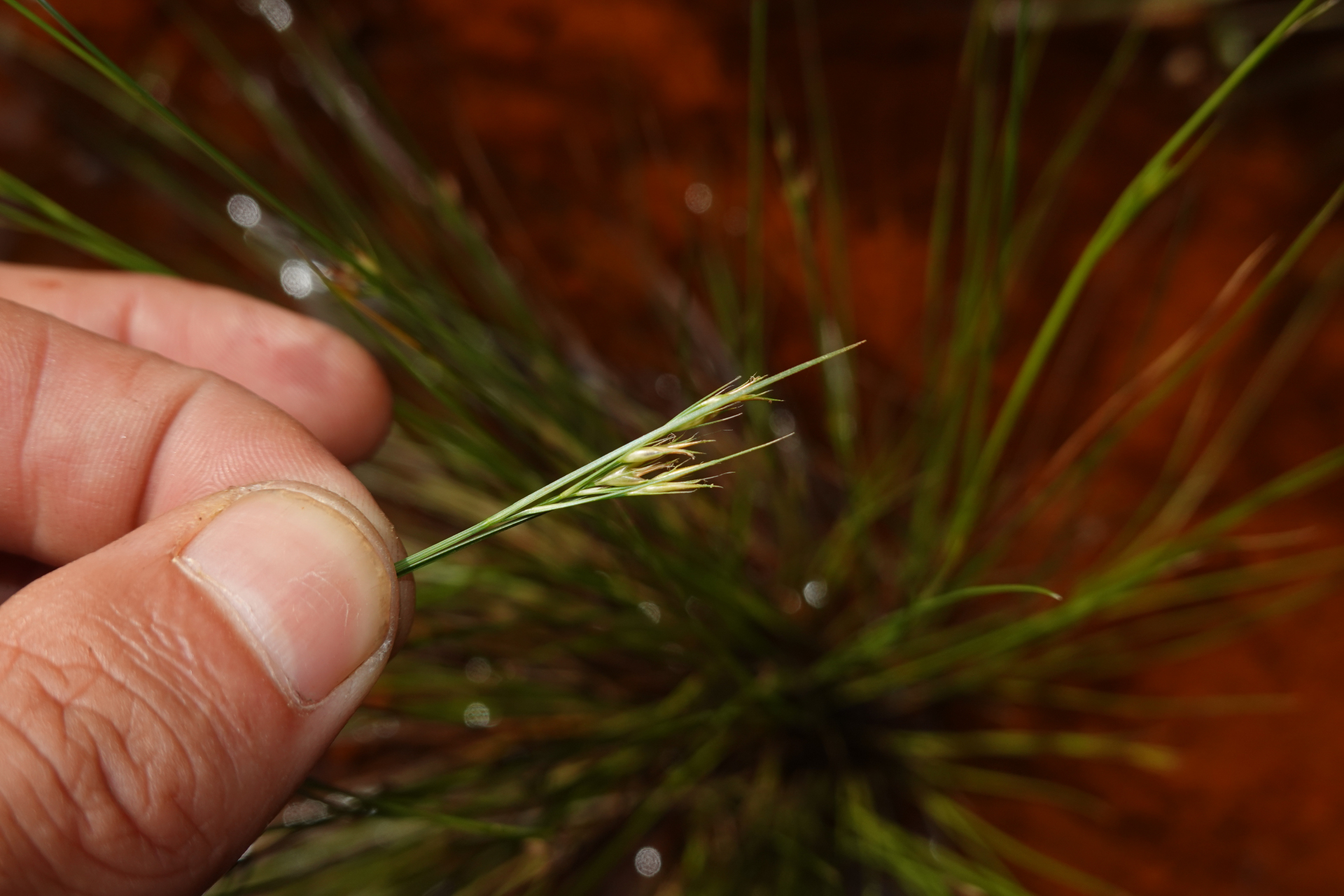 Rhynchospora tenerrima Nees ex Spreng. - Photo Bivouac Naturaliste