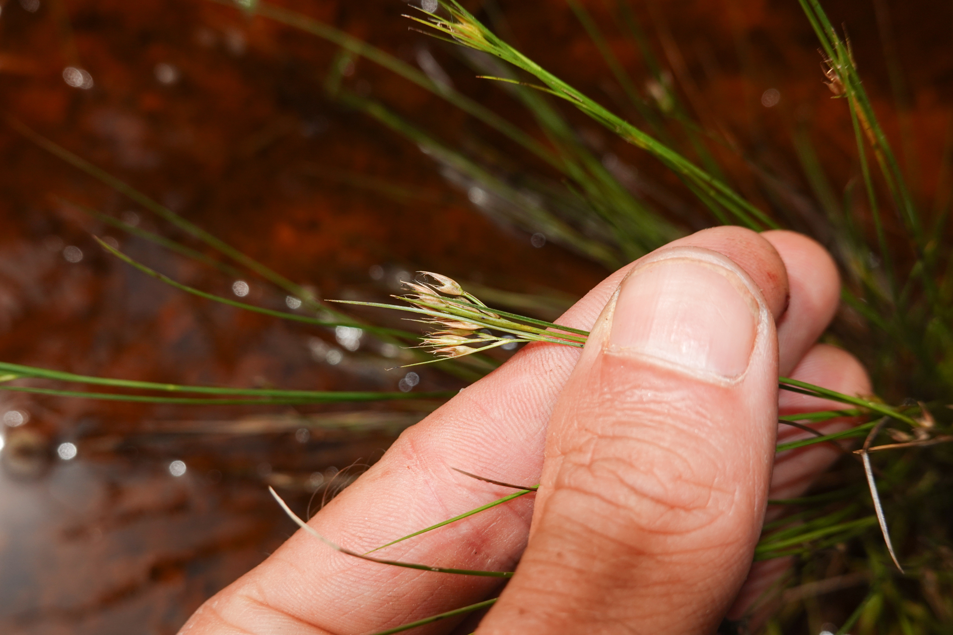 Rhynchospora tenerrima Nees ex Spreng. - Photo Bivouac Naturaliste