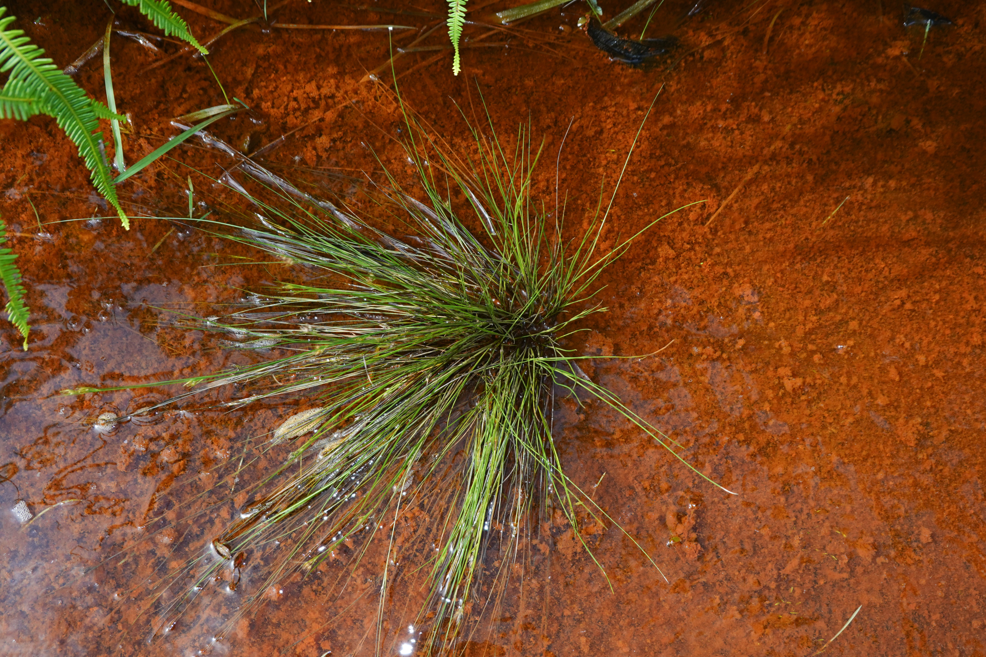 Rhynchospora tenerrima Nees ex Spreng. - Photo Bivouac Naturaliste