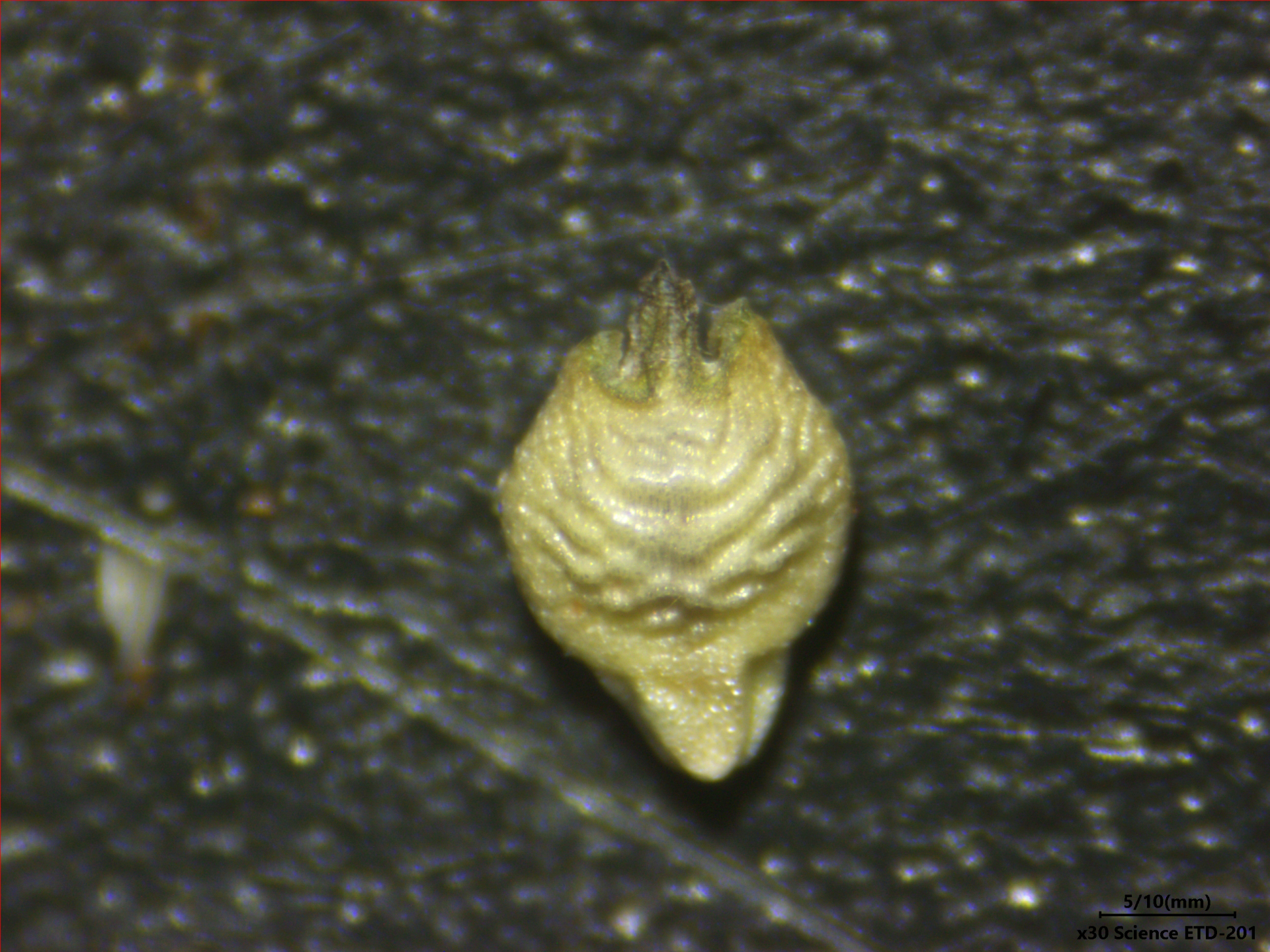 Rhynchospora tenerrima Nees ex Spreng. - Photo Bivouac Naturaliste