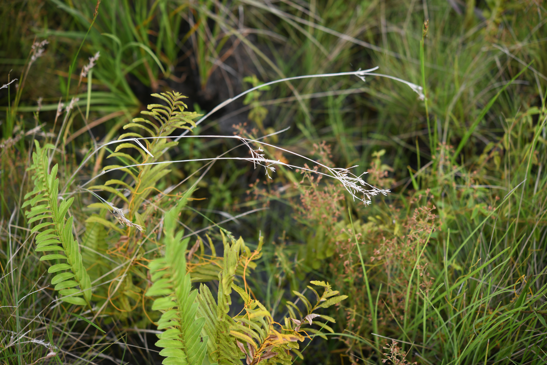Rhynchospora velutina (Kunth) Boeckeler - Photo Bivouac Naturaliste