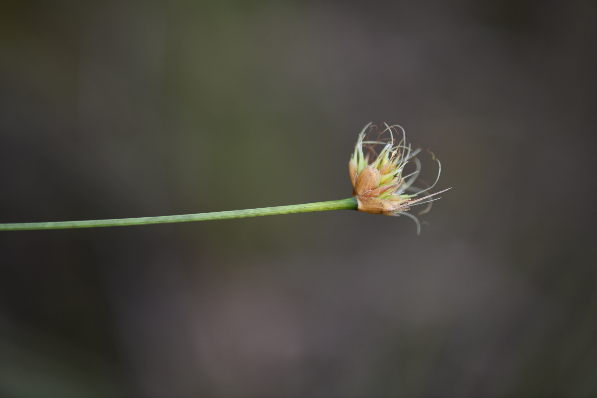 Rhynchospora globosa (Kunth) Roem. & Schult. - Photo Bivouac Naturaliste