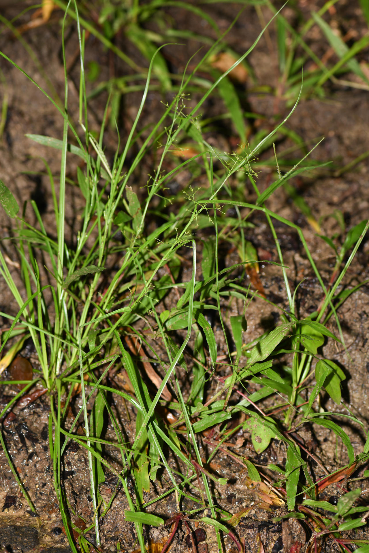 Rhynchospora polyphylla Balb. ex Kunth - Photo Bivouac Naturaliste
