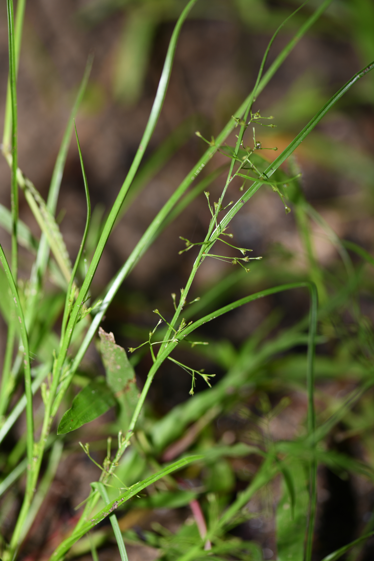 Rhynchospora polyphylla Balb. ex Kunth - Photo Bivouac Naturaliste
