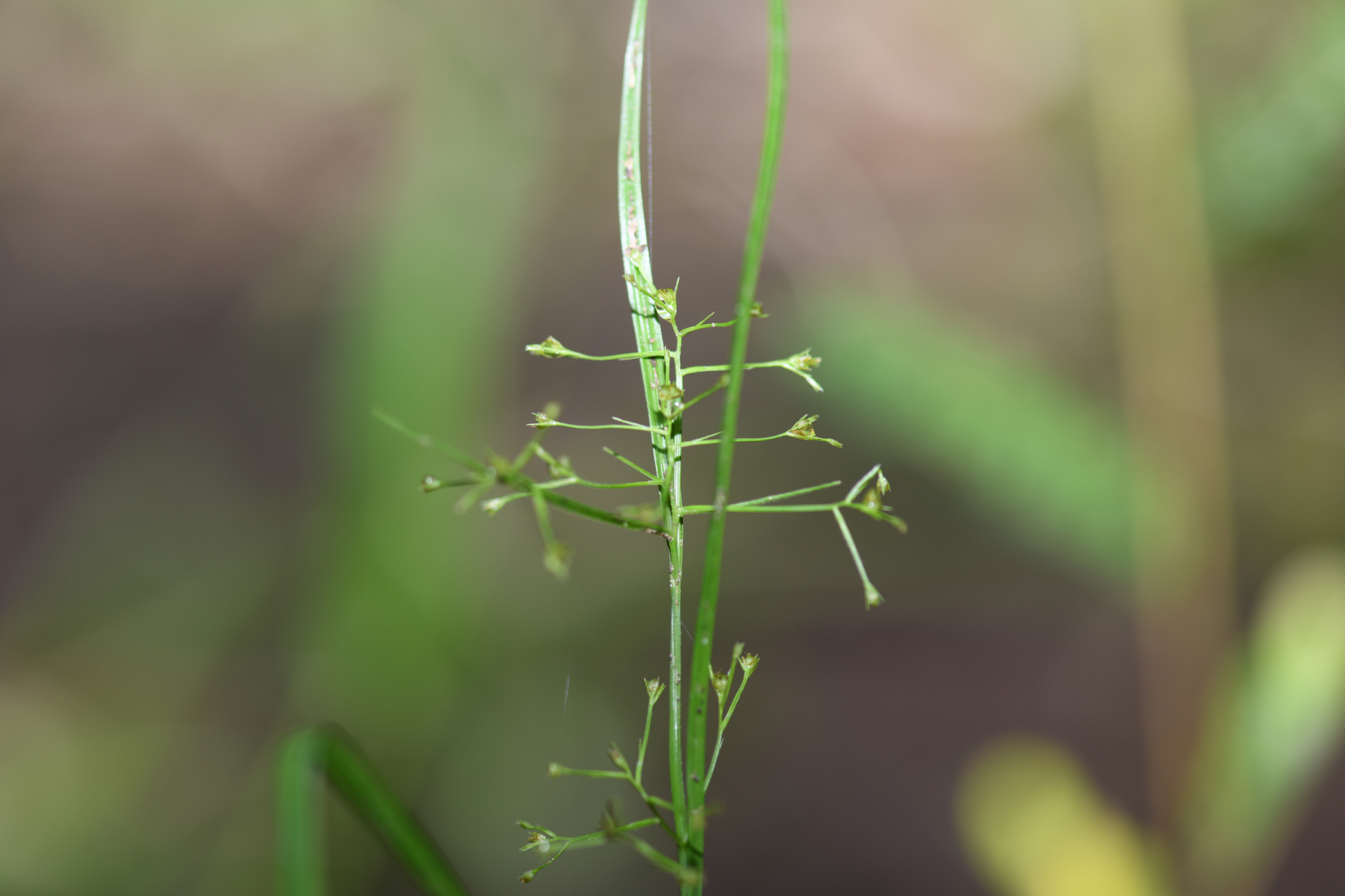 Rhynchospora polyphylla Balb. ex Kunth - Photo Bivouac Naturaliste